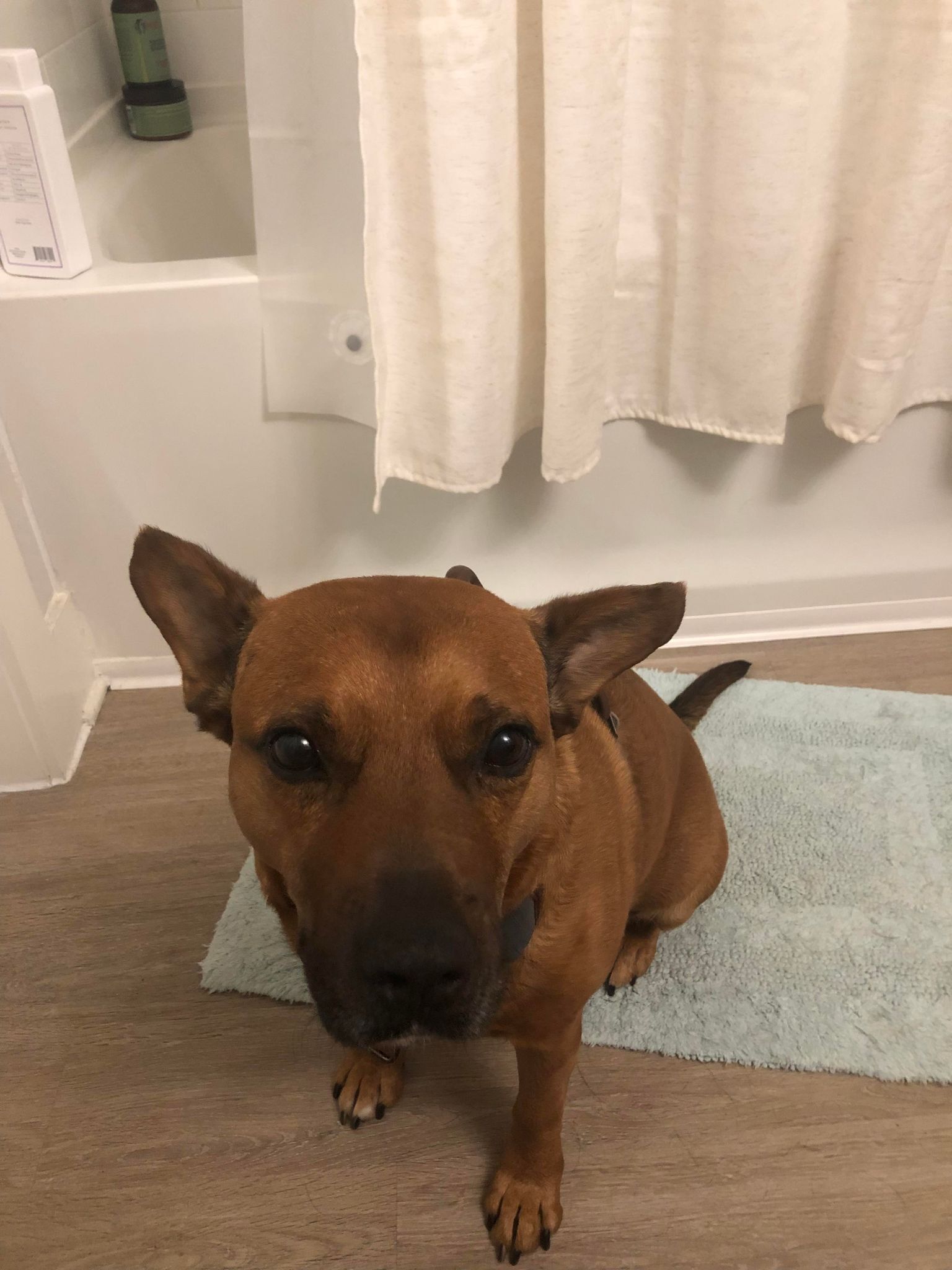 Dog for adoption Jello , a Cattle Dog Mix in Cornelius, NC Petfinder