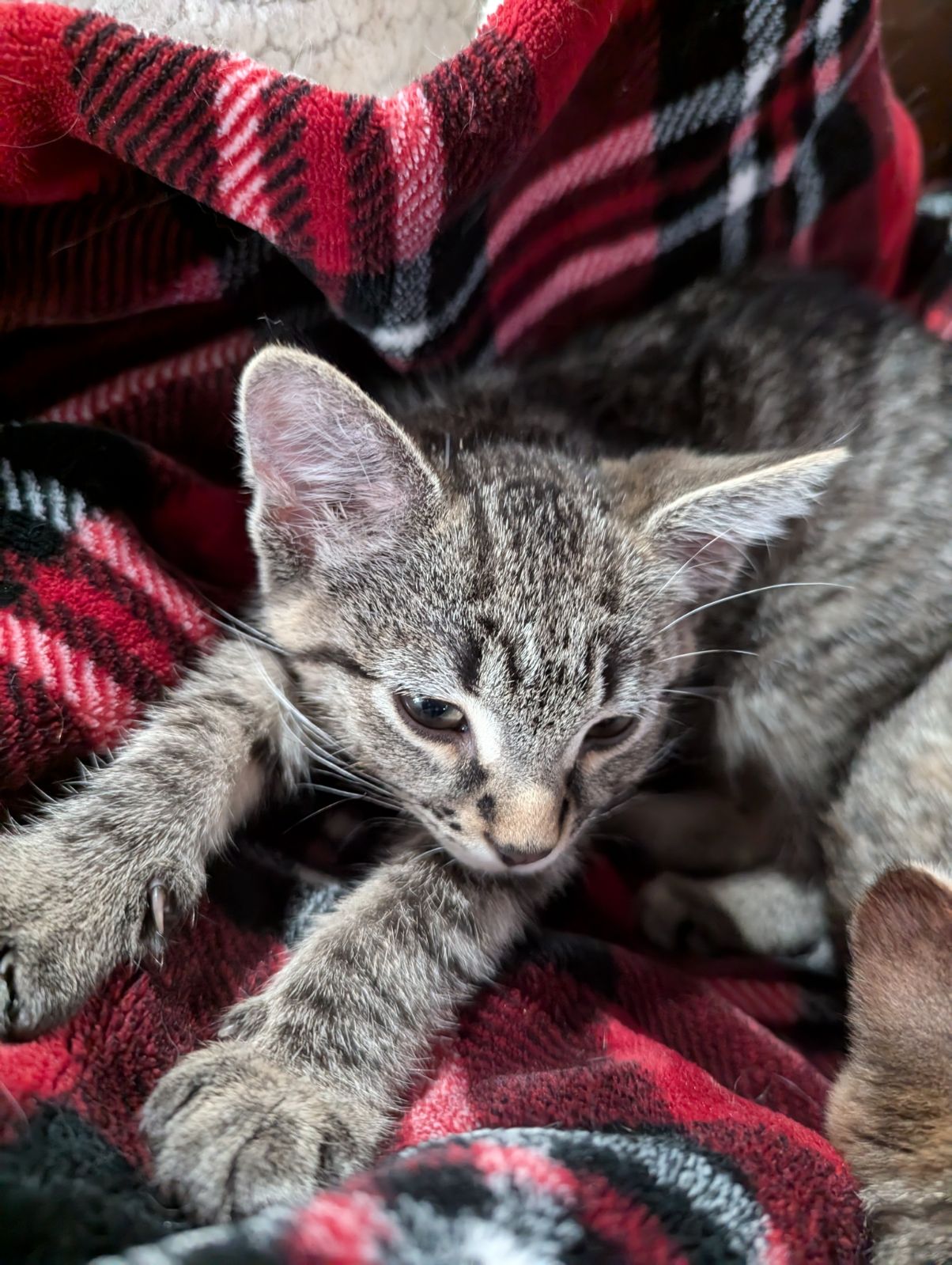 Cat for adoption Bartholomew, a Domestic Short Hair in Watertown, WI Petfinder