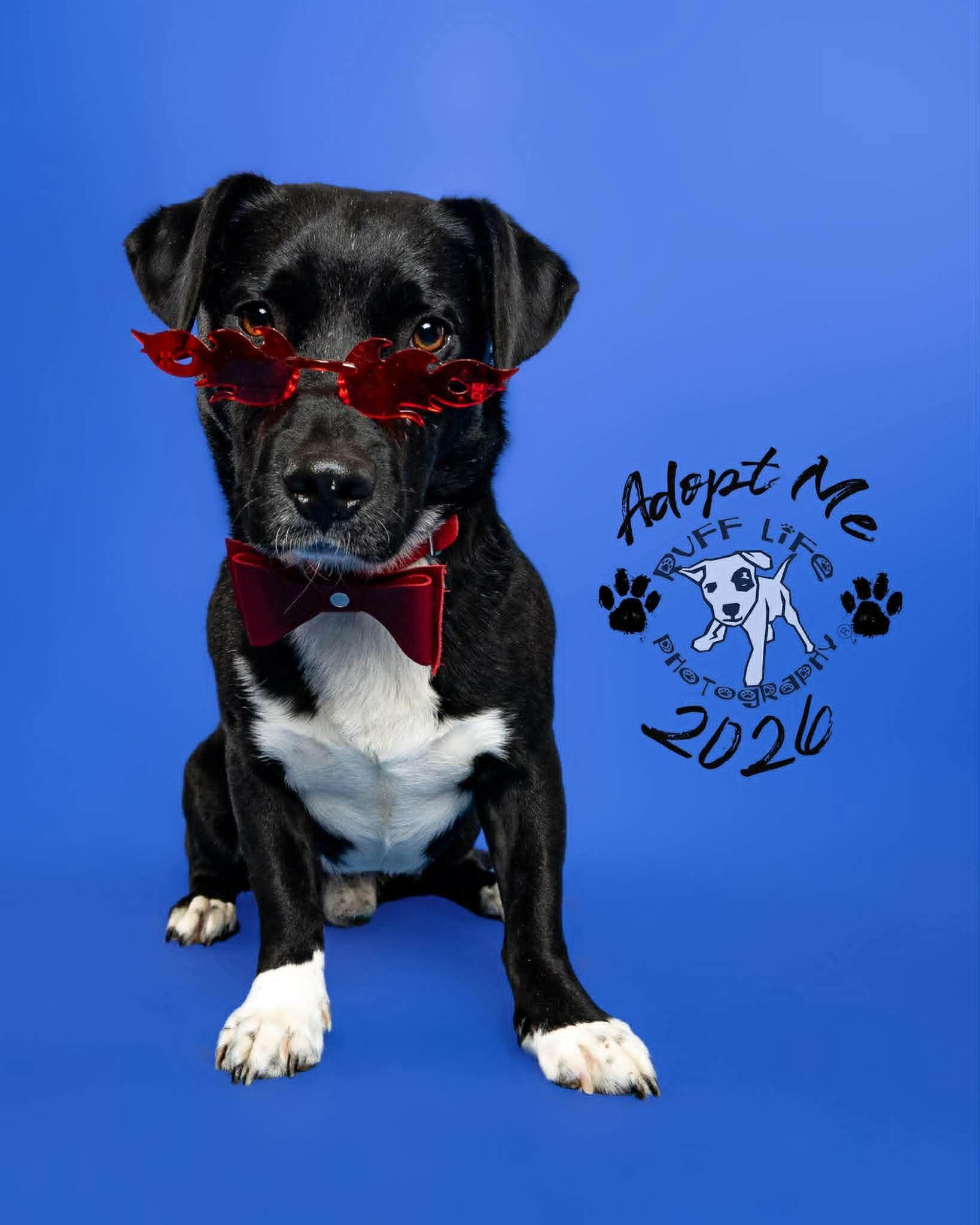 Roman Buckley III, Adoptable, Adult Male Basset Hound & Labrador Retriever.