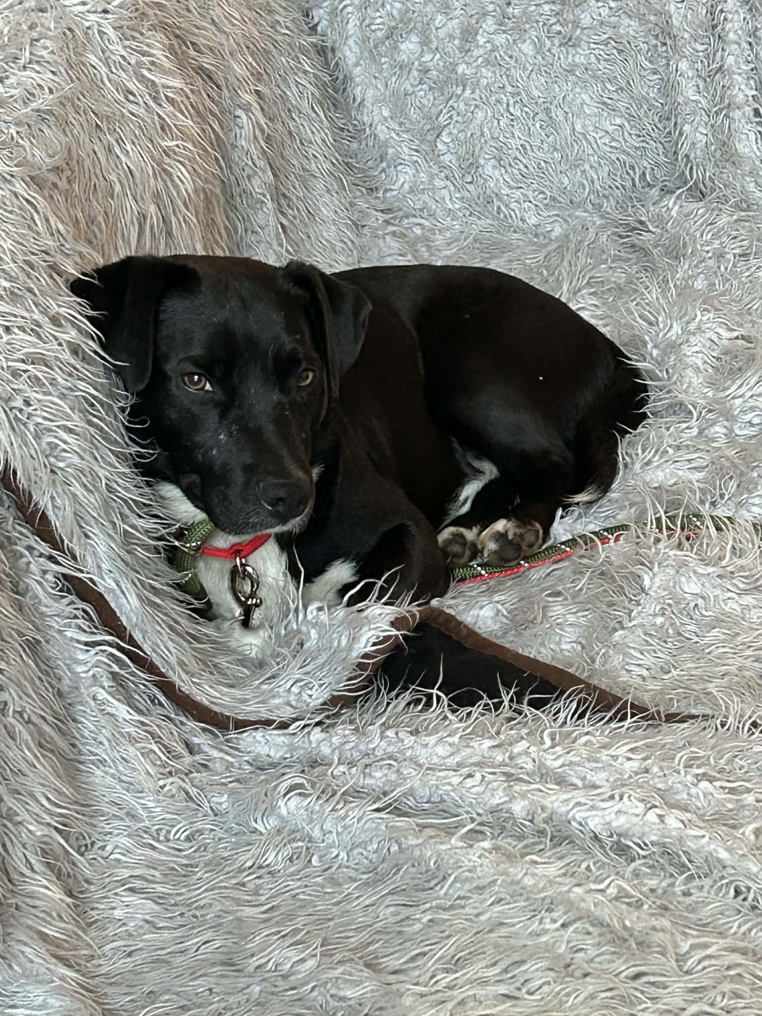 Enlarge Roman Buckley III, a Adoptable mixed breed in St. Clair Shores, MI image 2/6