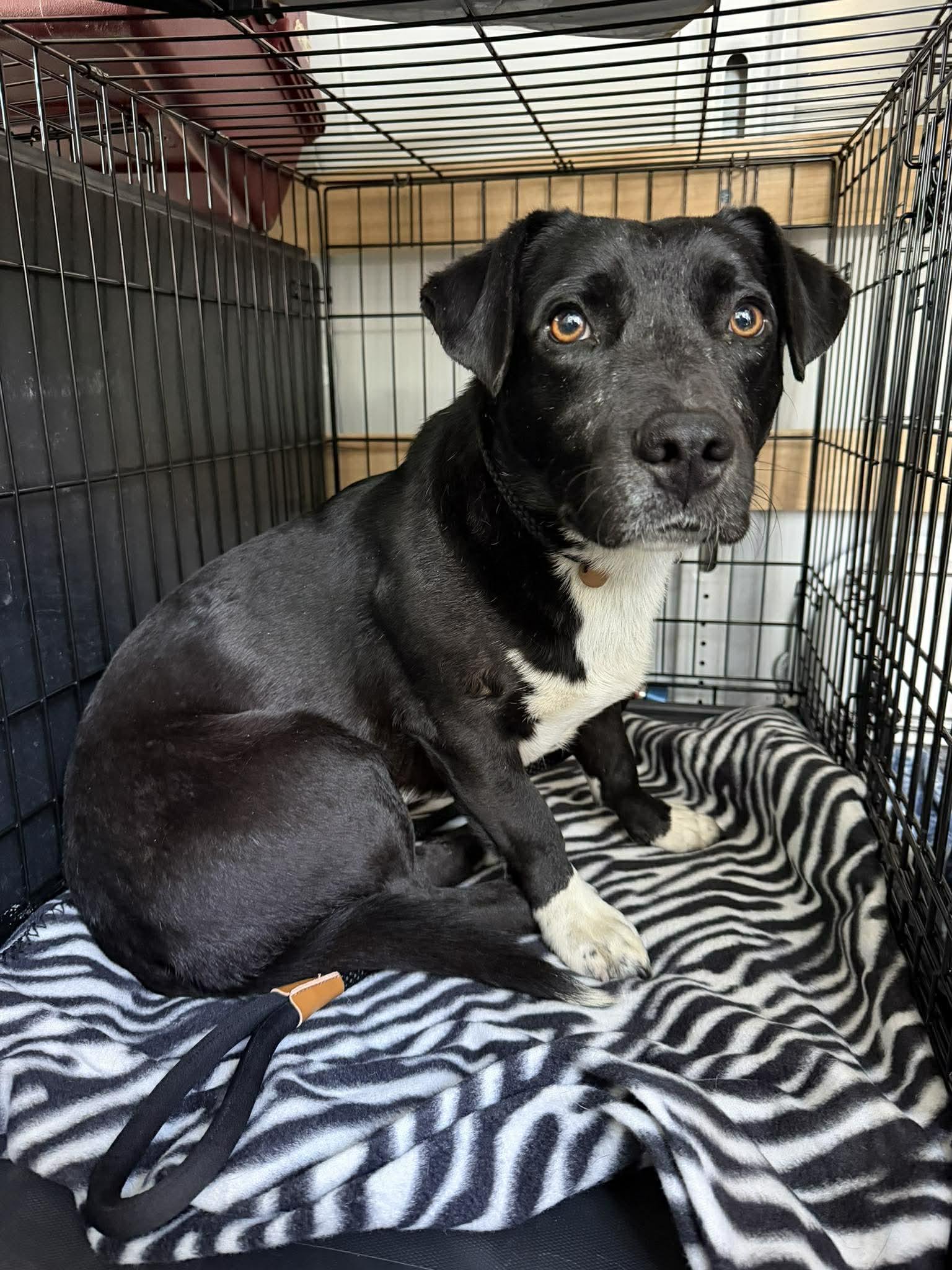 Enlarge Nameless Joe, a Hold mixed breed in St. Clair Shores, MI image 2/2