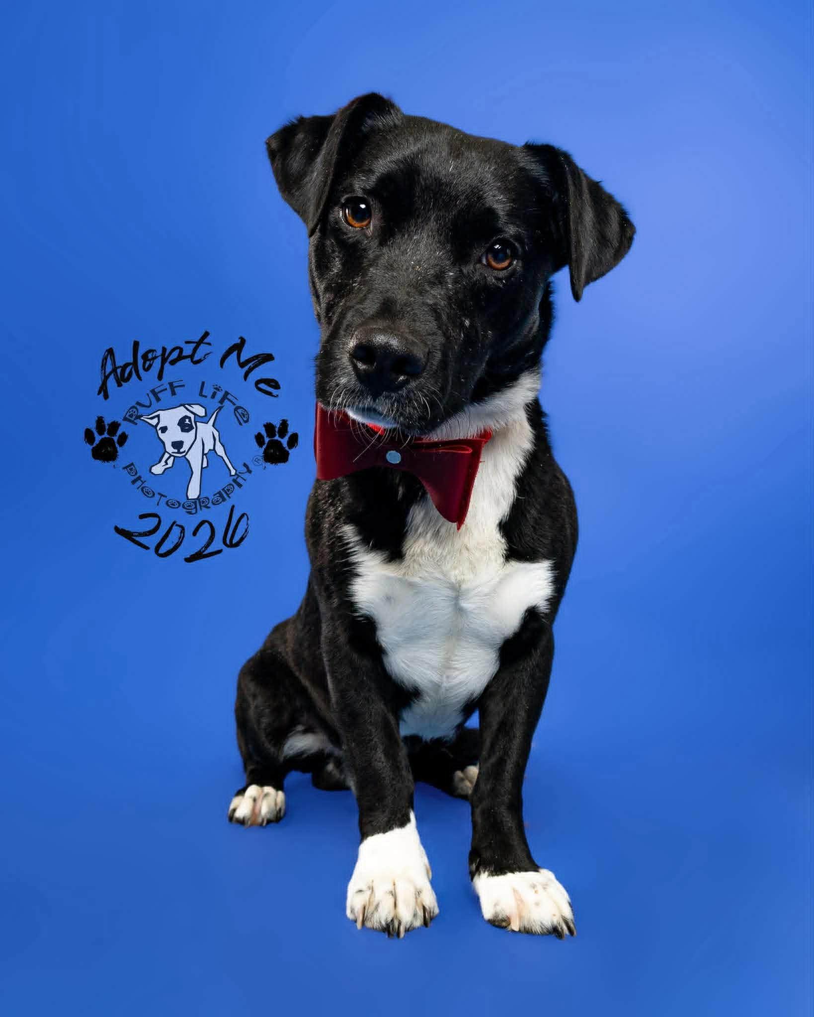 Enlarge Roman Buckley III, a Adoptable mixed breed in St. Clair Shores, MI image 5/6
