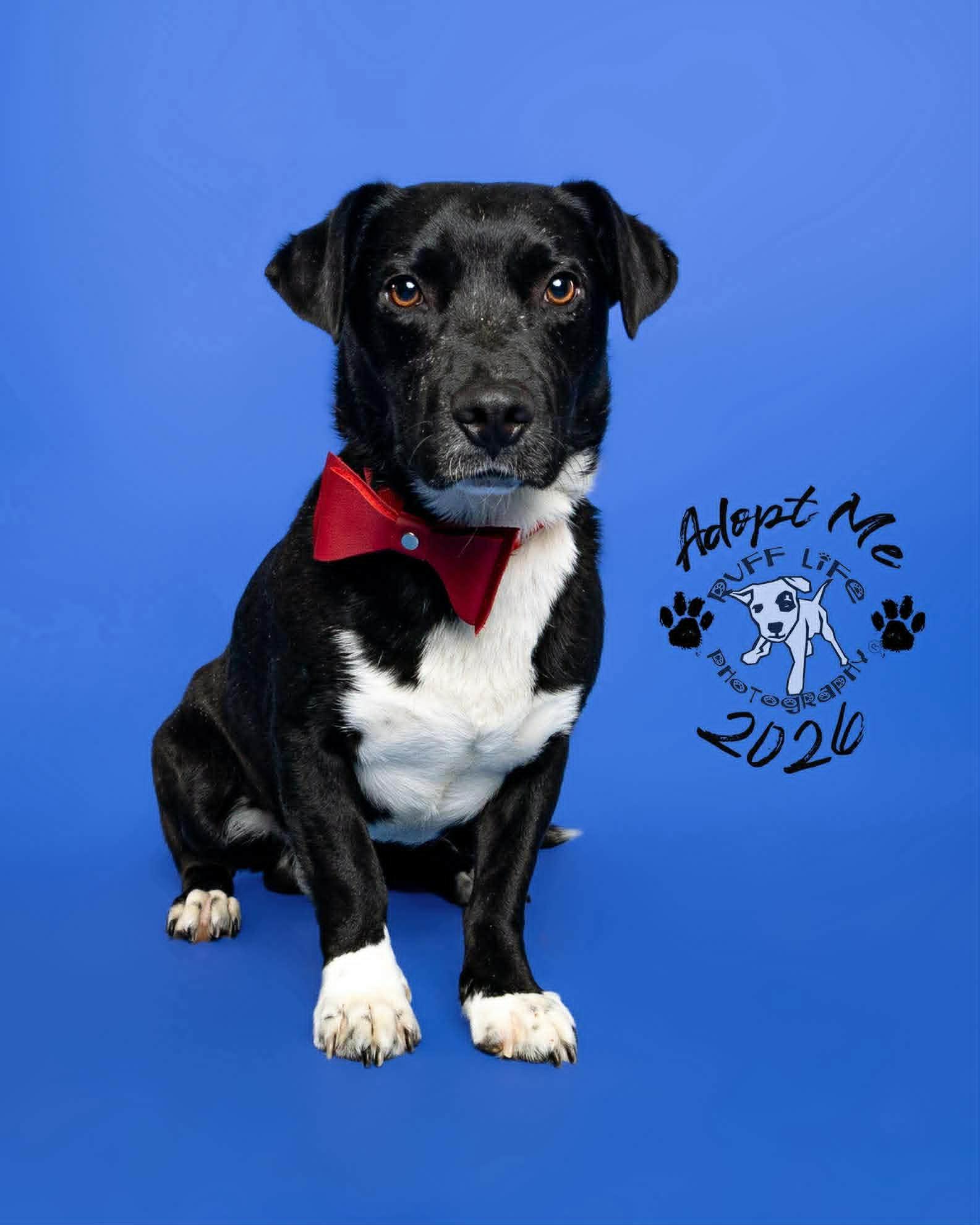Enlarge Roman Buckley III, a Adoptable mixed breed in St. Clair Shores, MI image 6/6