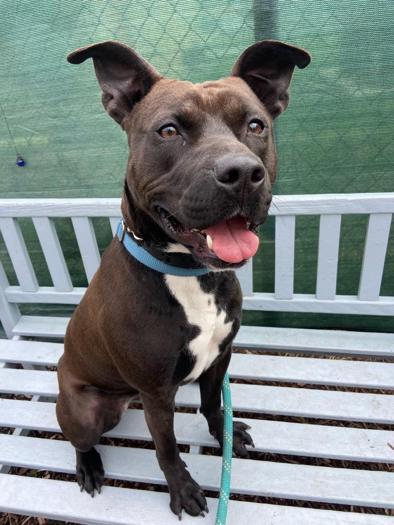 Enlarge Shadow, a Adoptable mixed breed in Pomona, NY image 1/4