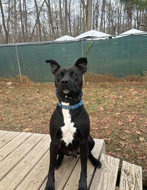 Shadow, a Adoptable mixed breed in Pomona, NY image 1/4