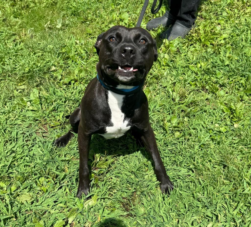 Enlarge Shadow, a Adoptable mixed breed in Pomona, NY image 3/4