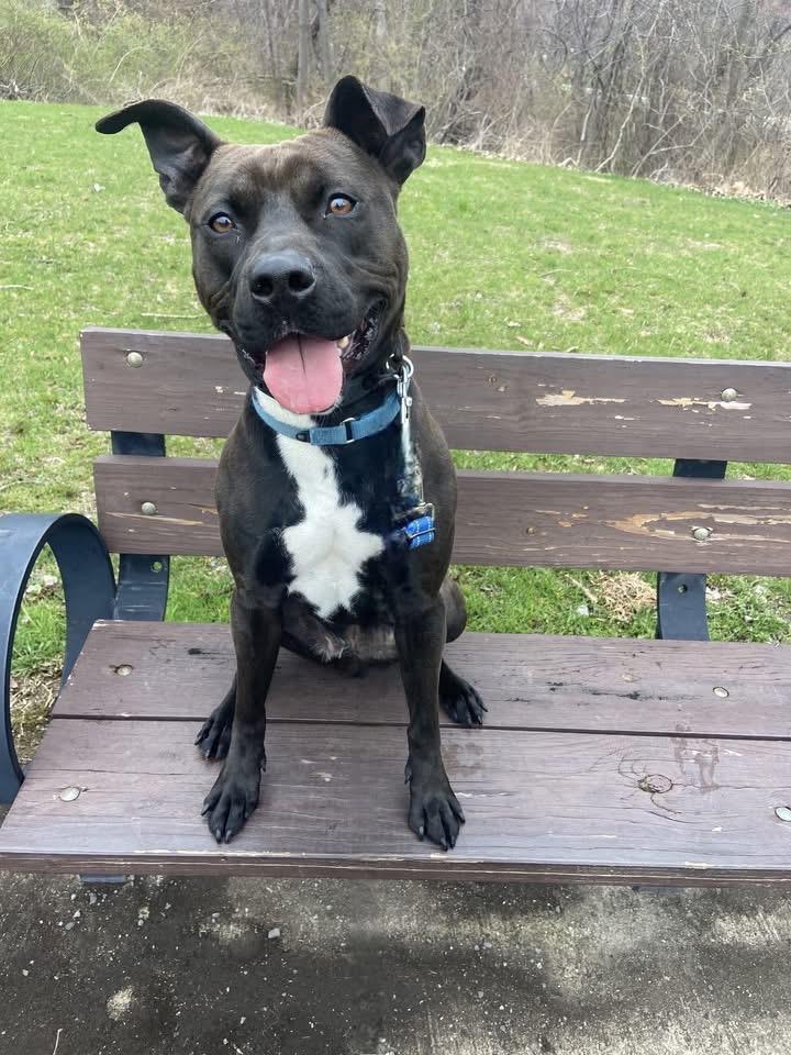 Shadow, a Adoptable mixed breed in Pomona, NY image 4/4