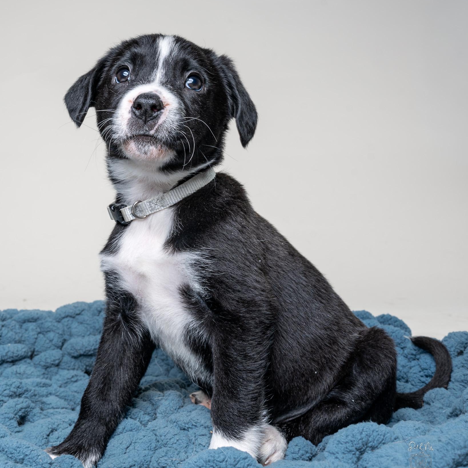 Gisele, Adoptable, Puppy Female Australian Cattle Dog / Blue Heeler & Beagle.