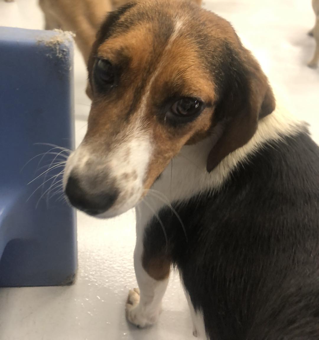 Coral Bells, a Adopted Beagle in Alburtis, PA image 2/3