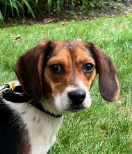 Coral Bells, Adopted, Young Female Beagle.