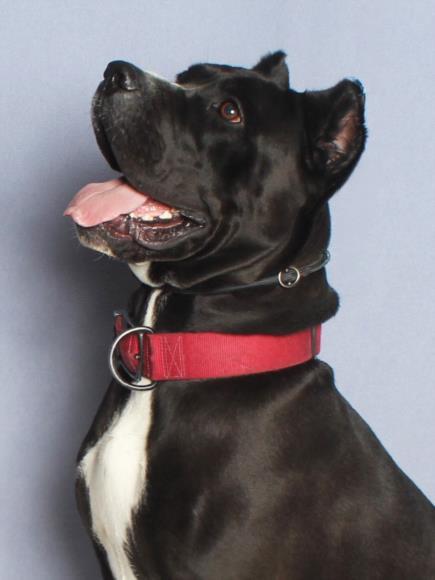 ROXY, Adoptable, Young Female Cane Corso.