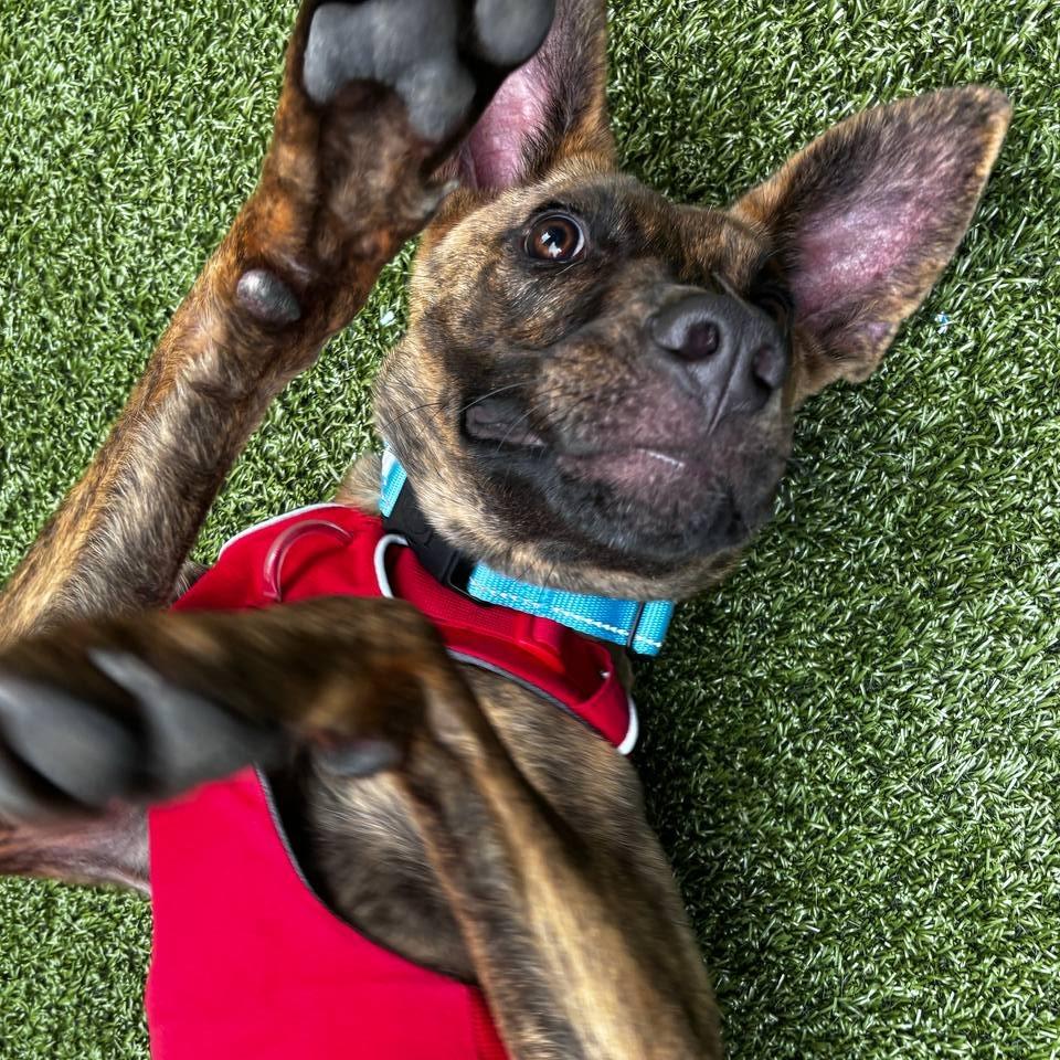 Enlarge Smore, a Adoptable Mixed Breed in New York, NY image 1/6