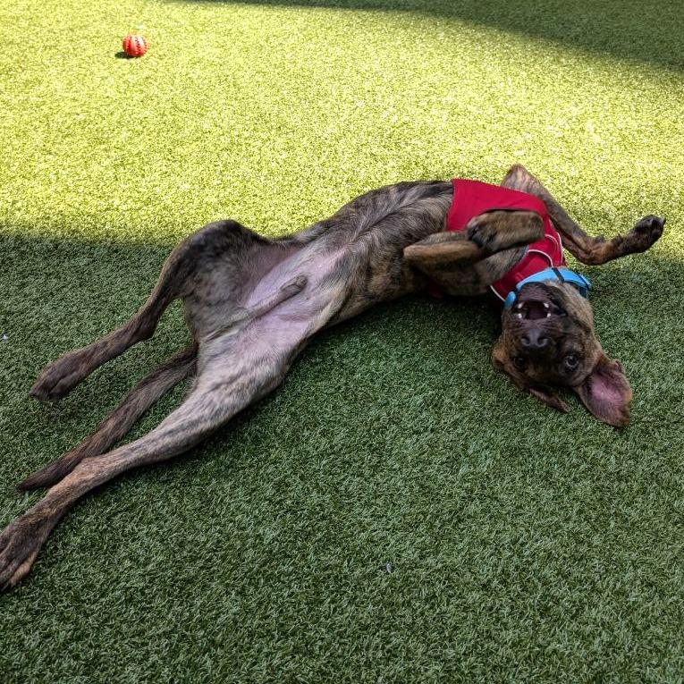 Enlarge Smore, a Adoptable Mixed Breed in New York, NY image 2/6