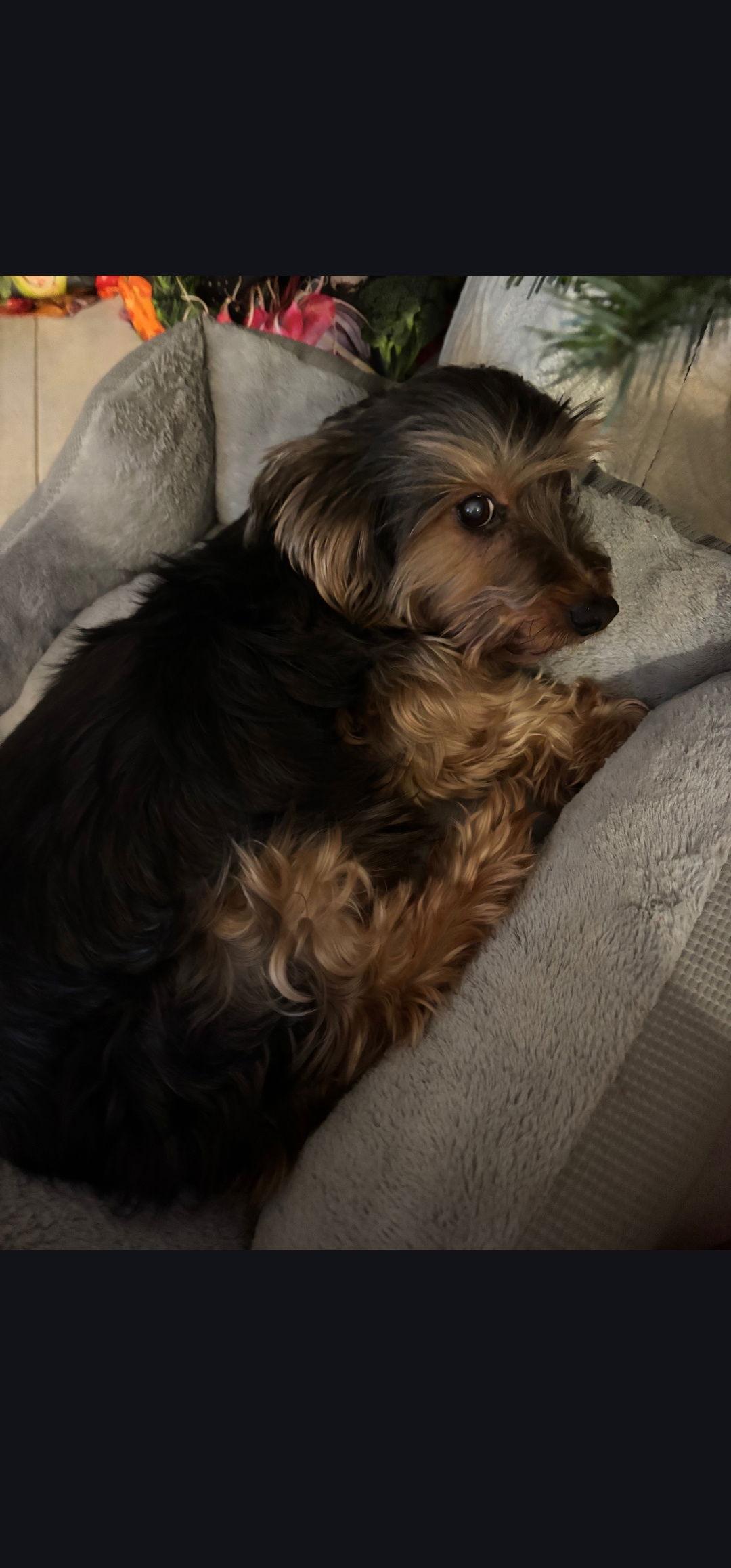 Enlarge Louie, a Adopted Yorkshire Terrier in Oakhurst, NJ image 1/3