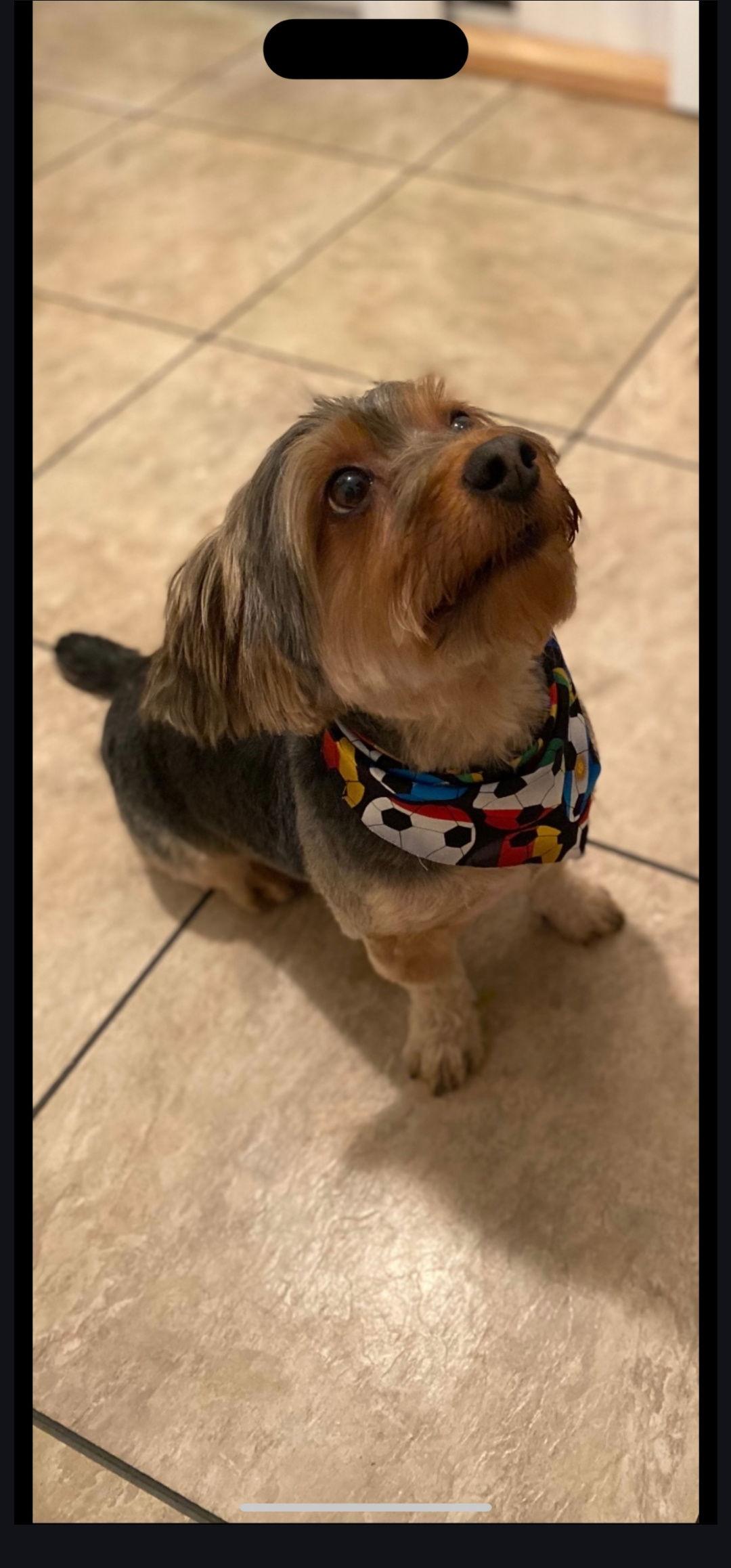 Enlarge Louie, a Adopted Yorkshire Terrier in Oakhurst, NJ image 2/3