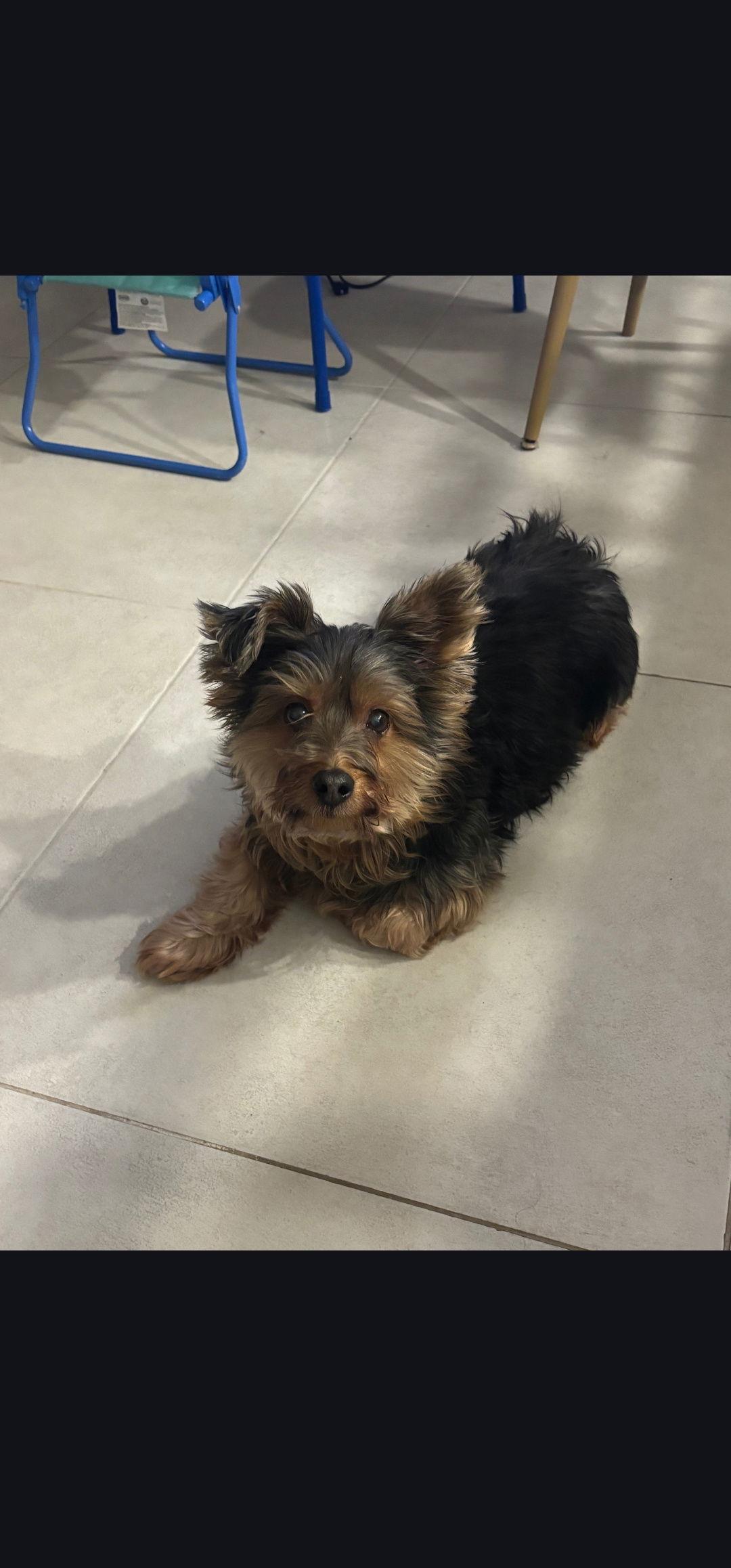 Enlarge Louie, a Adopted Yorkshire Terrier in Oakhurst, NJ image 3/3