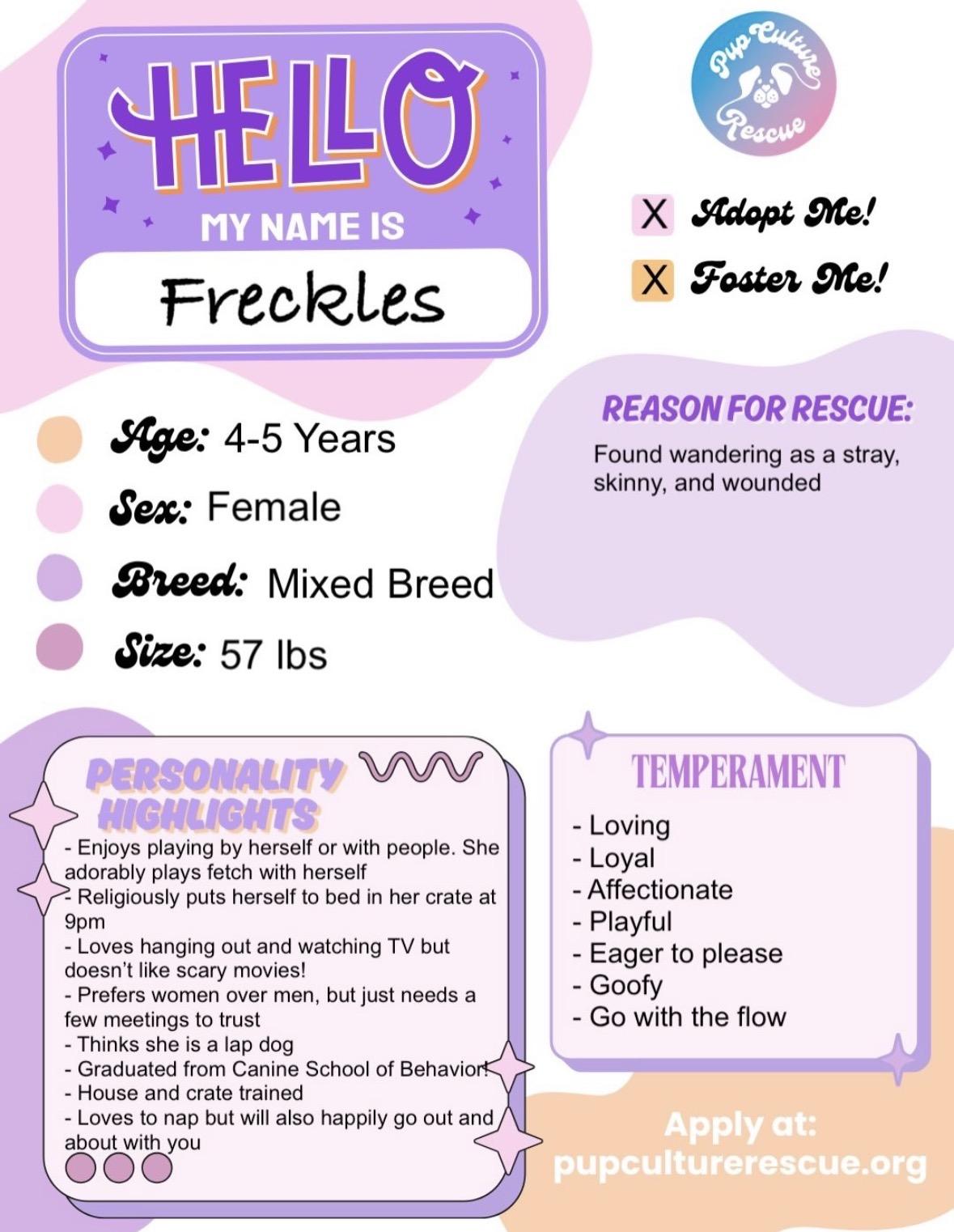 Enlarge Freckles, a Adoptable mixed breed in Pasadena, CA image 2/6