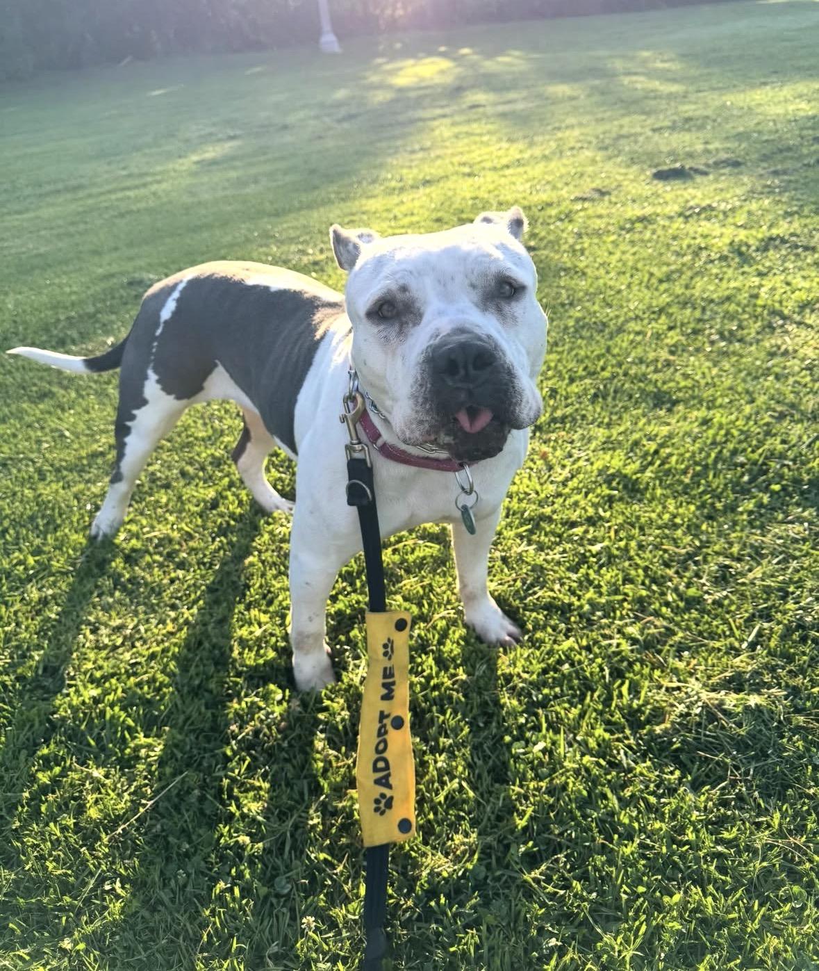 Freckles, Adoptable, Adult Female Pit Bull Terrier.