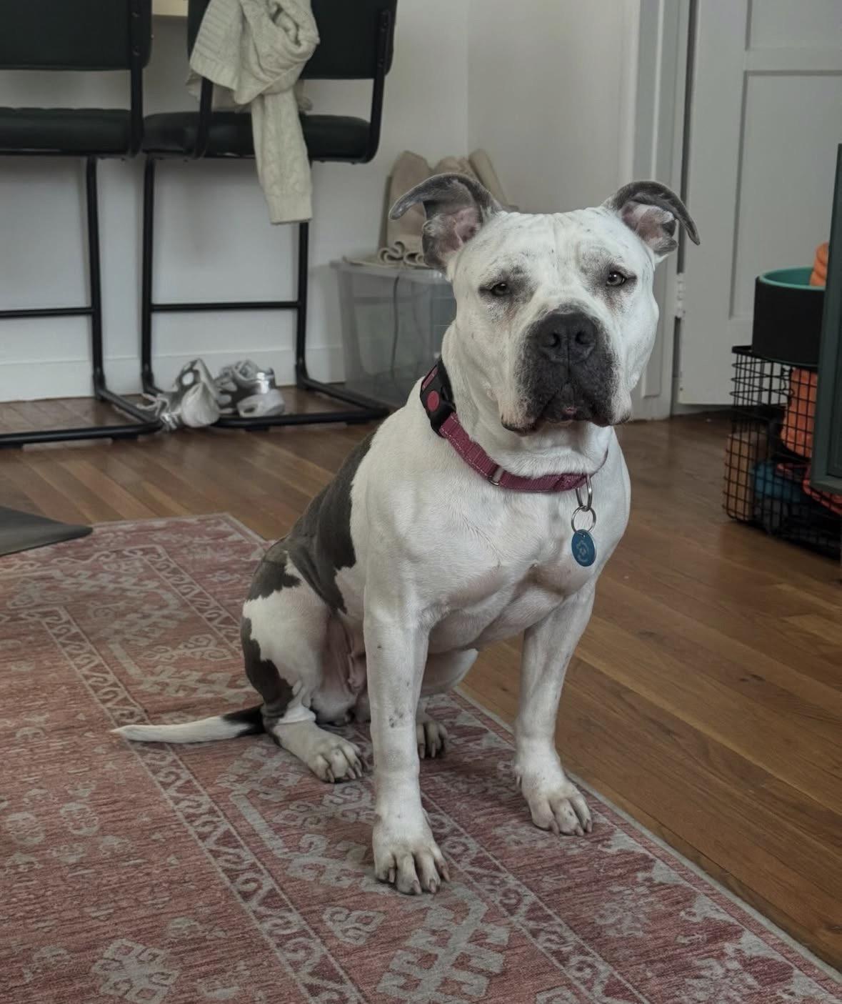 Enlarge Freckles, a Adoptable mixed breed in Pasadena, CA image 5/6