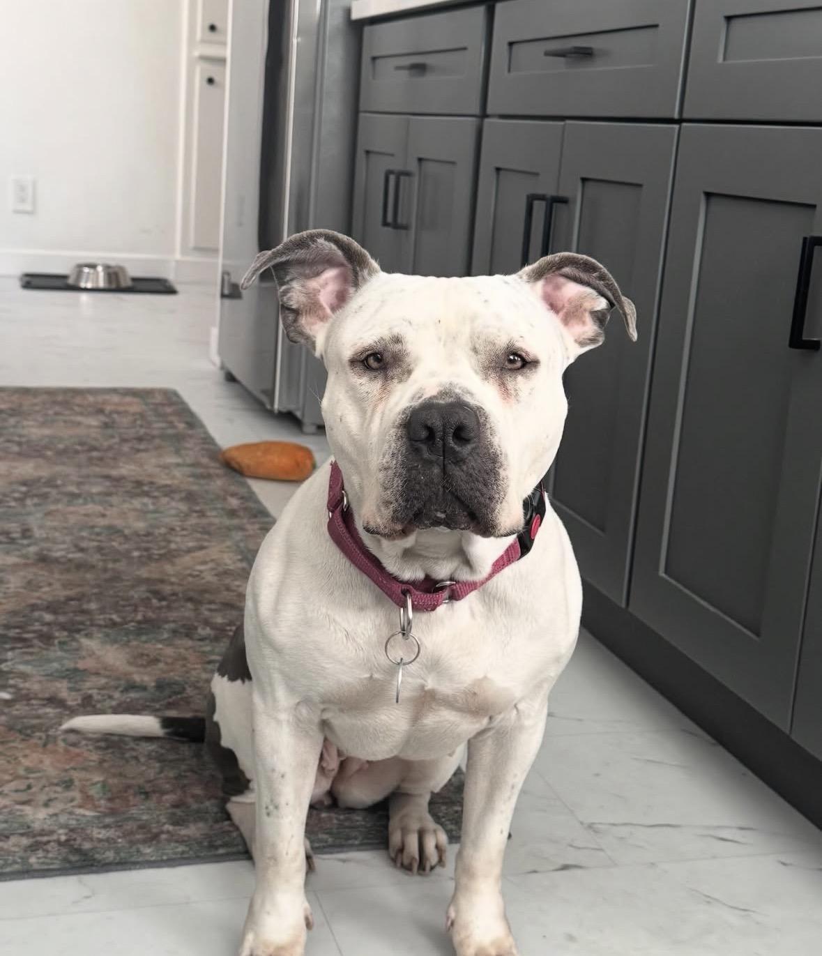 Enlarge Freckles, a Adoptable mixed breed in Pasadena, CA image 6/6