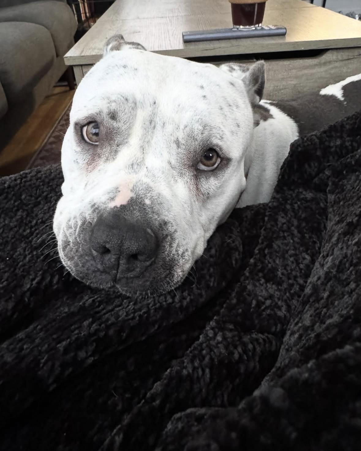 Enlarge Freckles, a Adoptable mixed breed in Pasadena, CA image 4/6