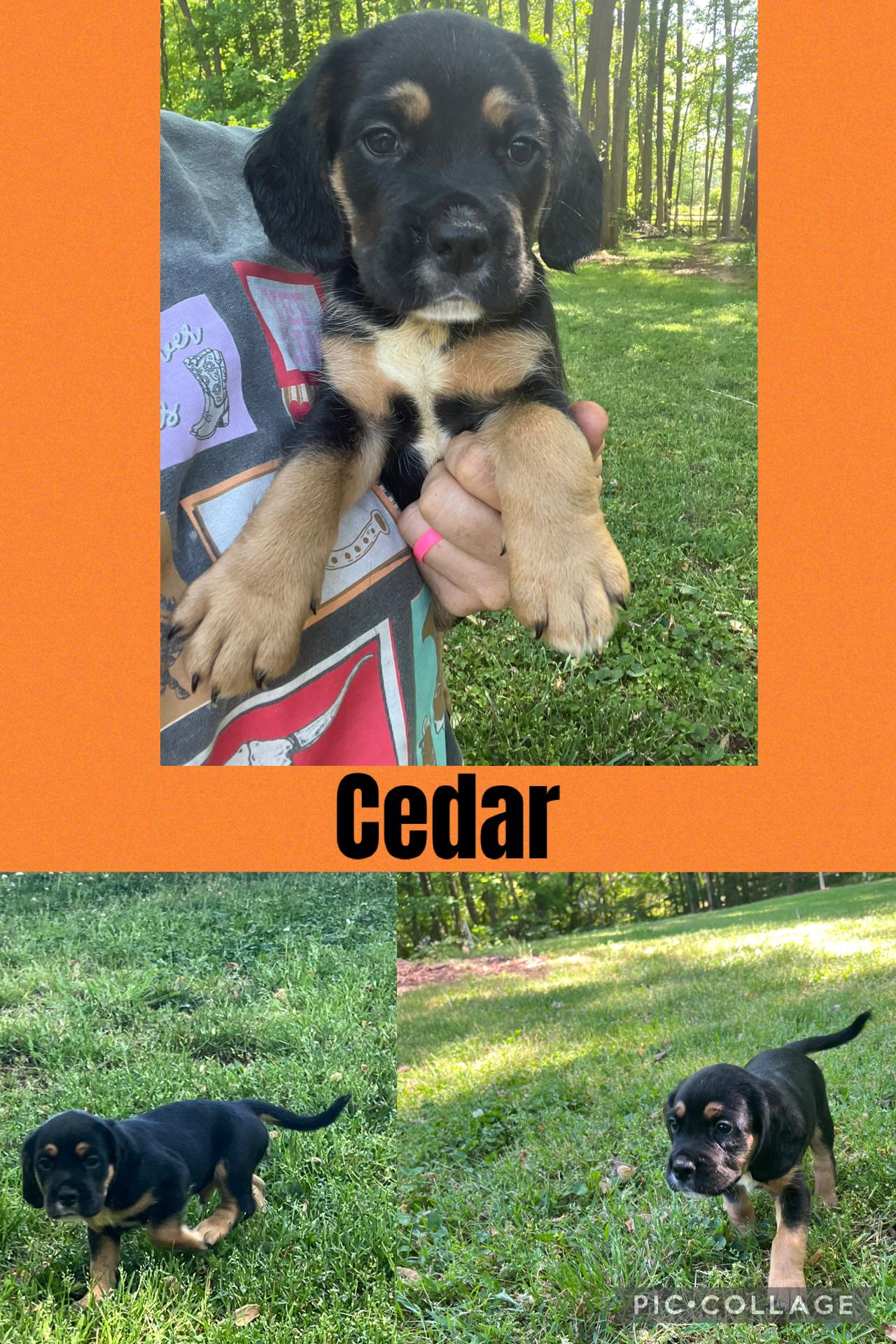 Enlarge Cedar, an adopted mixed breed in Rock Hill, SC image 2/4