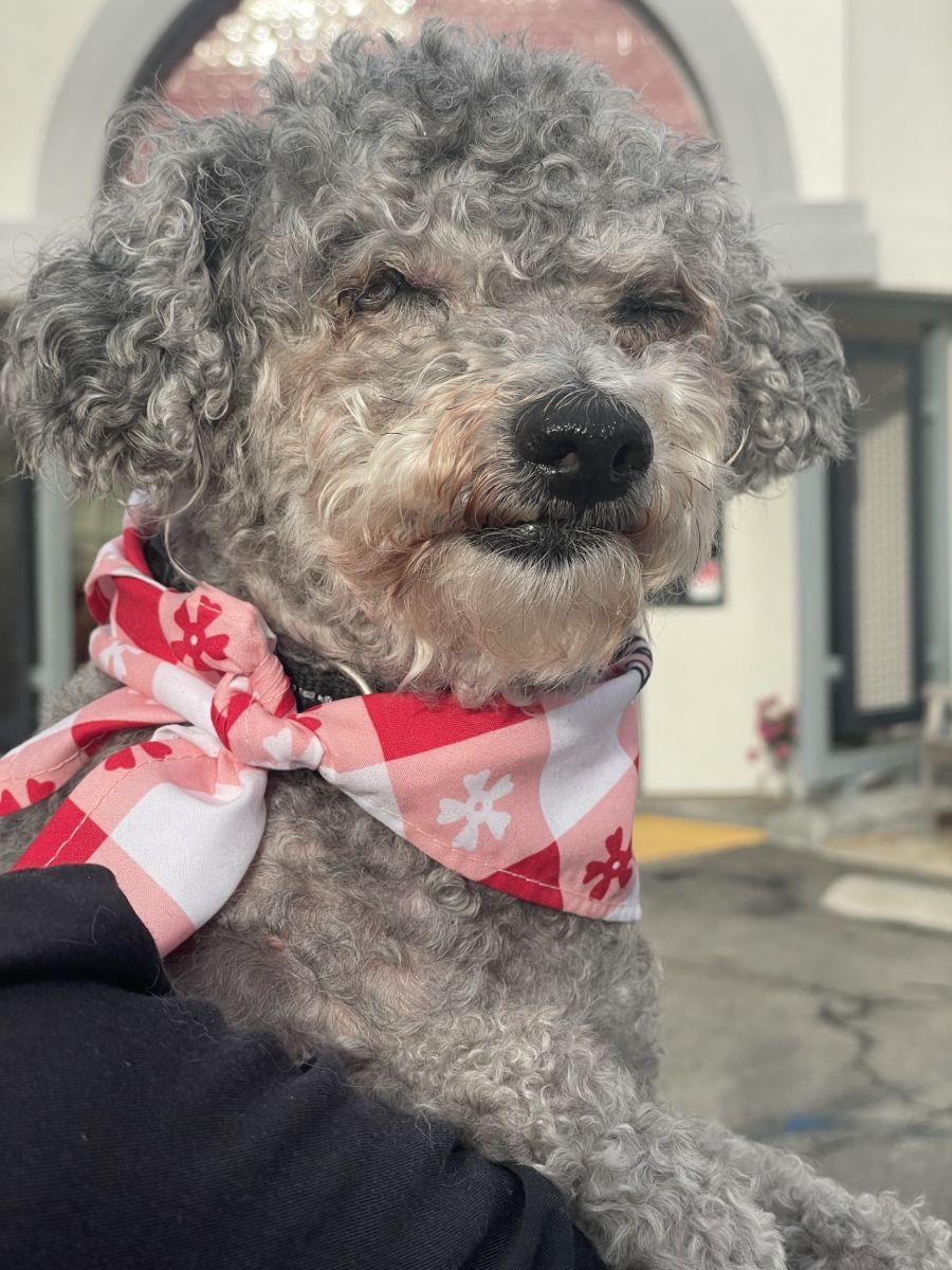Ranger, a Adoptable mixed breed in Midway City, CA image 1/4