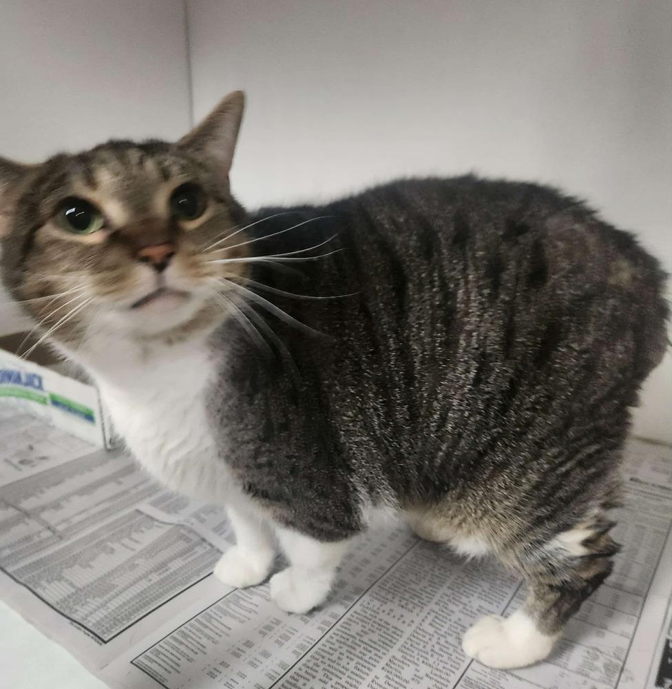 LYRA, Adoptable, Adult Female Domestic Short Hair & Manx.