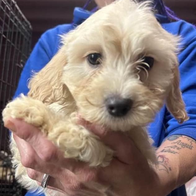 Enlarge ROSE, a ADOPTABLE Maltipoo in Vacaville, CA image 1/1