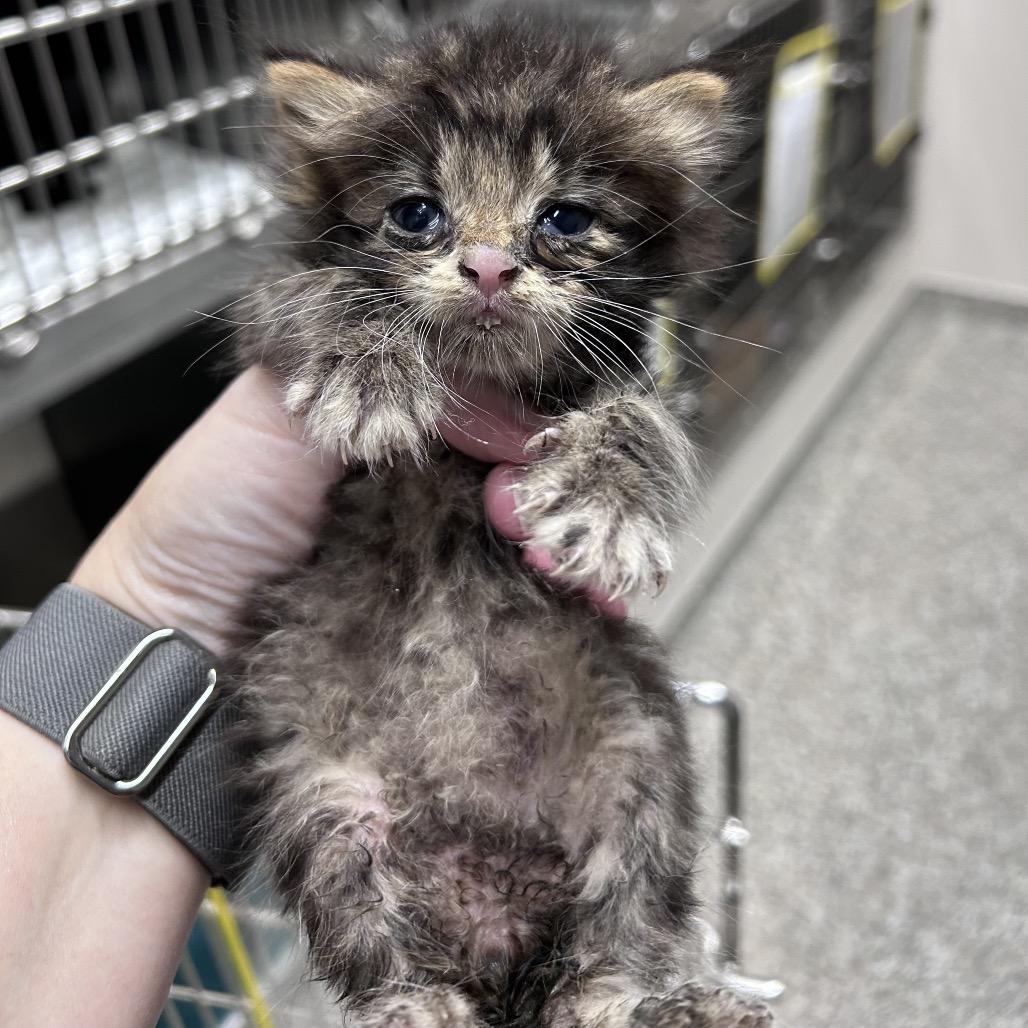 Garlic Knot, Adoptable, Kitten Male Domestic Short Hair.