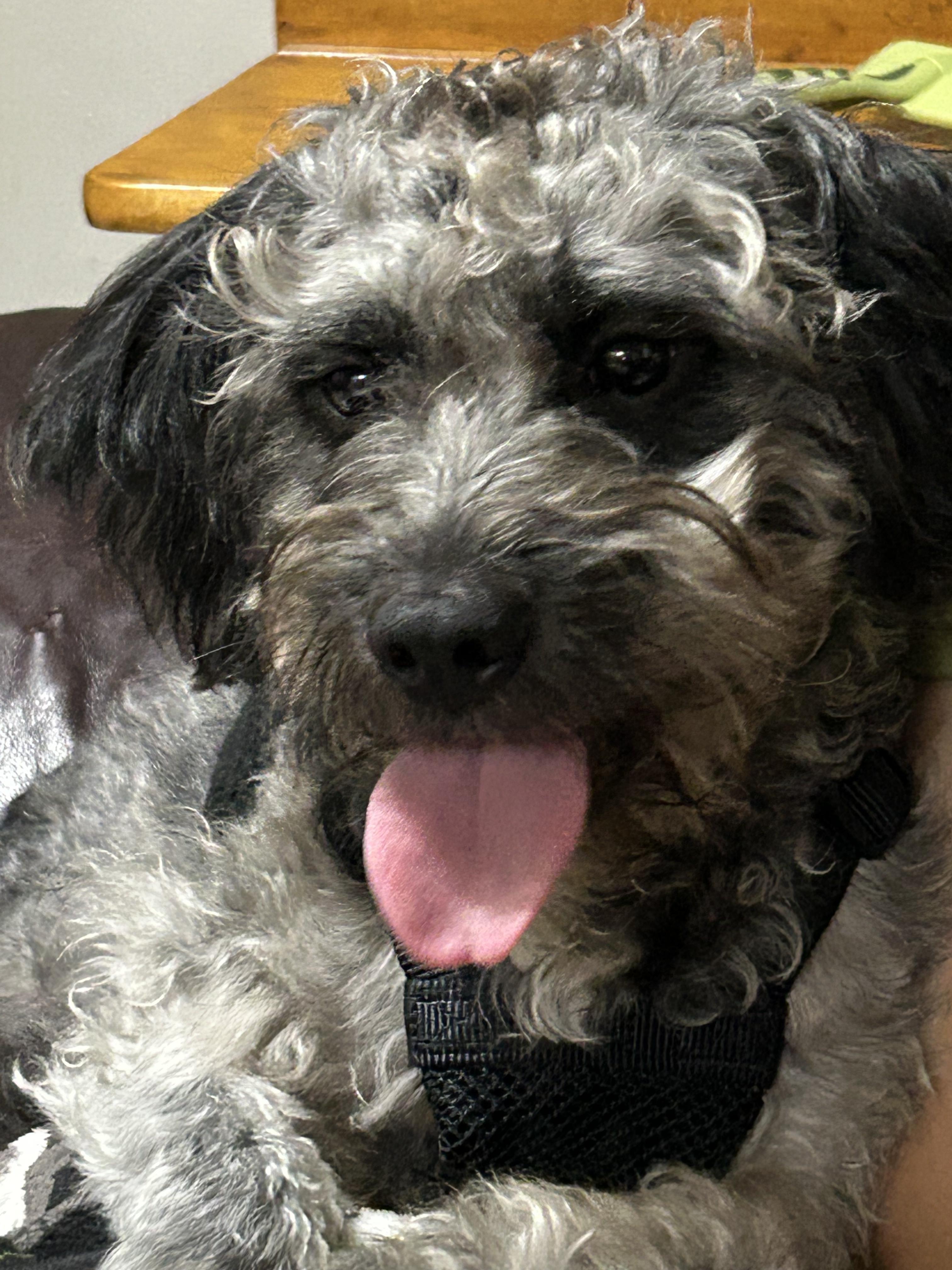 Hades, Adopted, Young Male Miniature Poodle.
