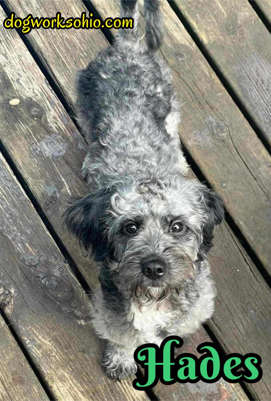 Enlarge Hades, a Adopted mixed breed in Toledo, OH image 2/2