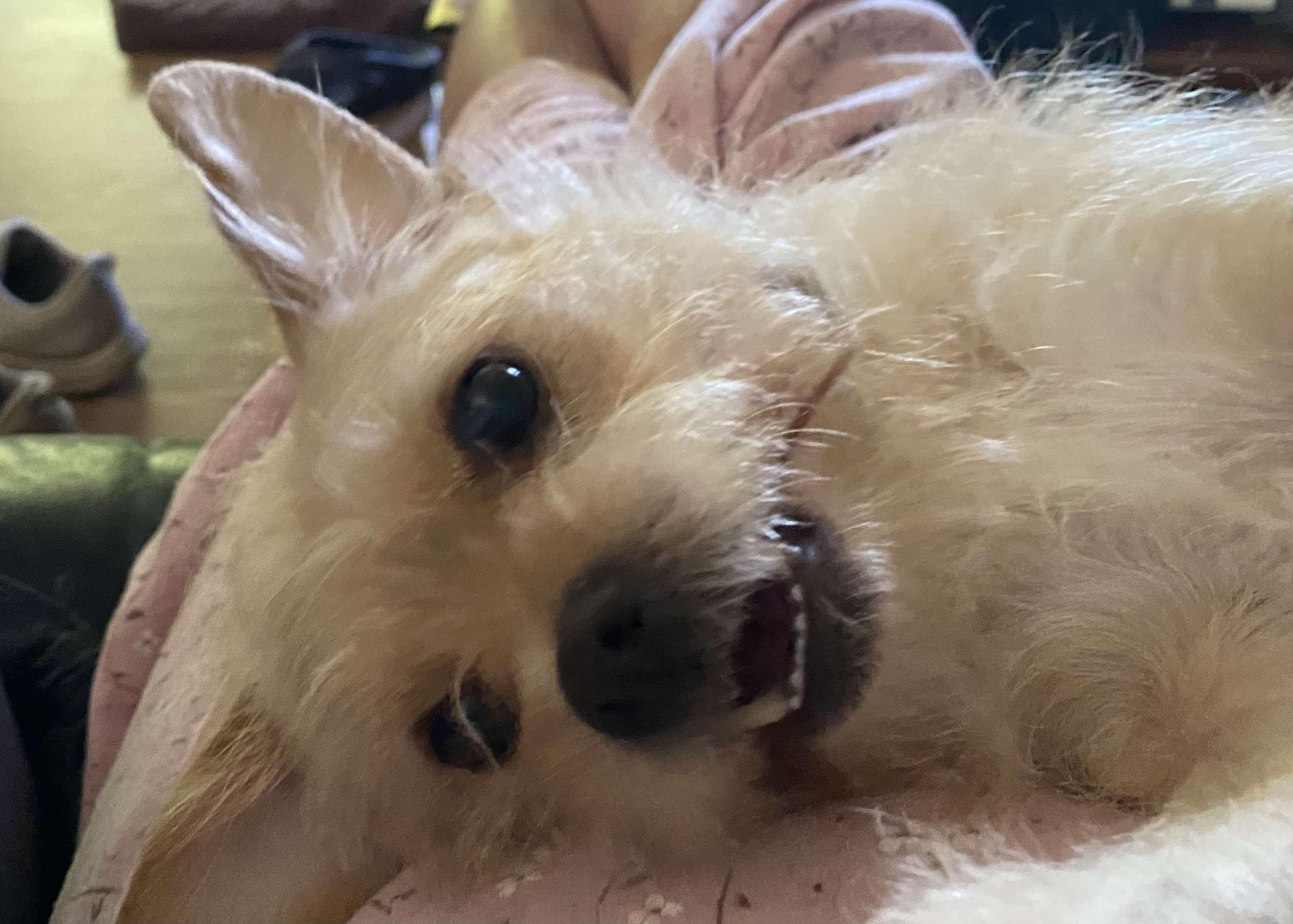 Nala thumbnail 4