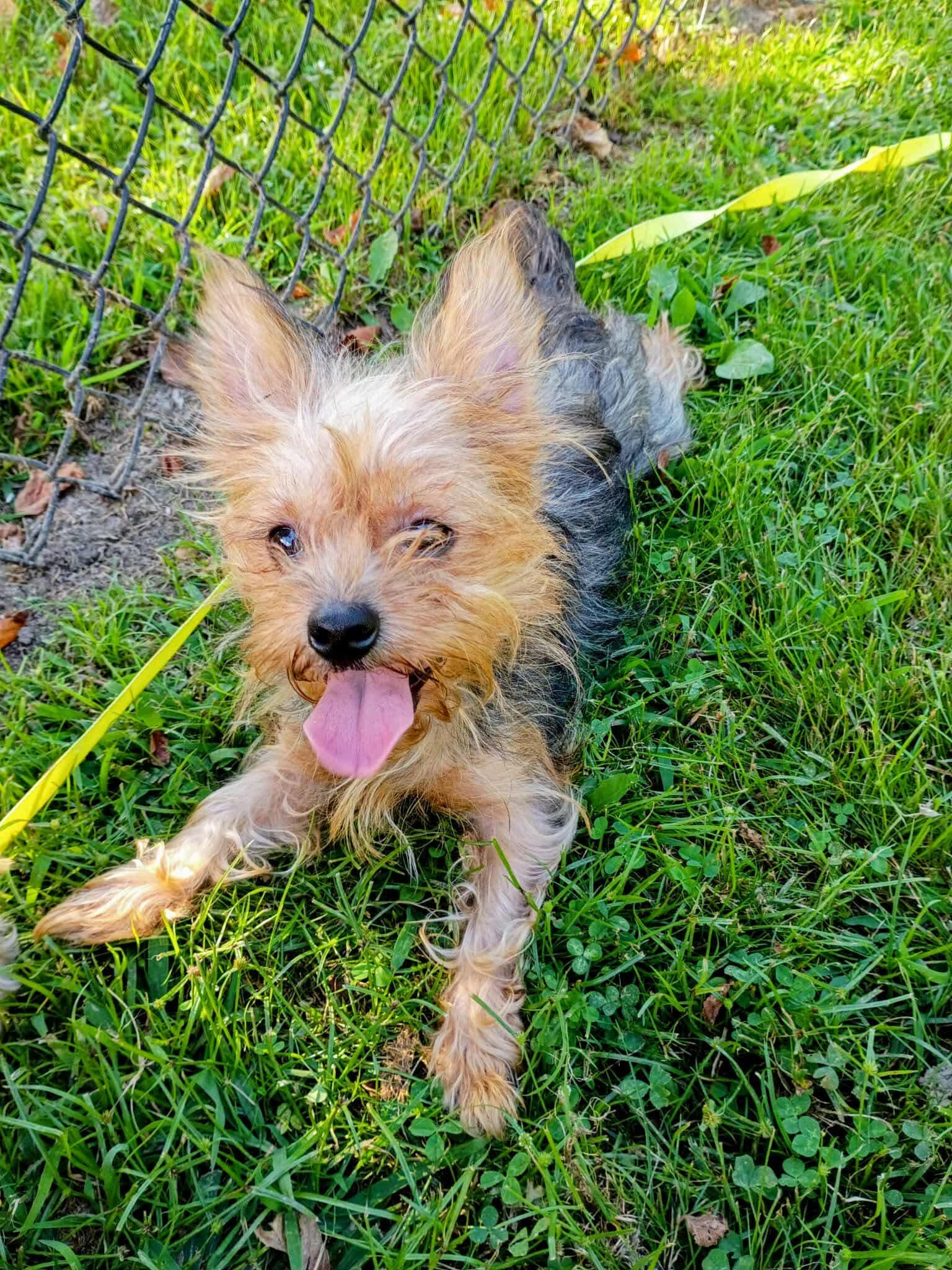 Janet, Adopted, Young Female Yorkshire Terrier.