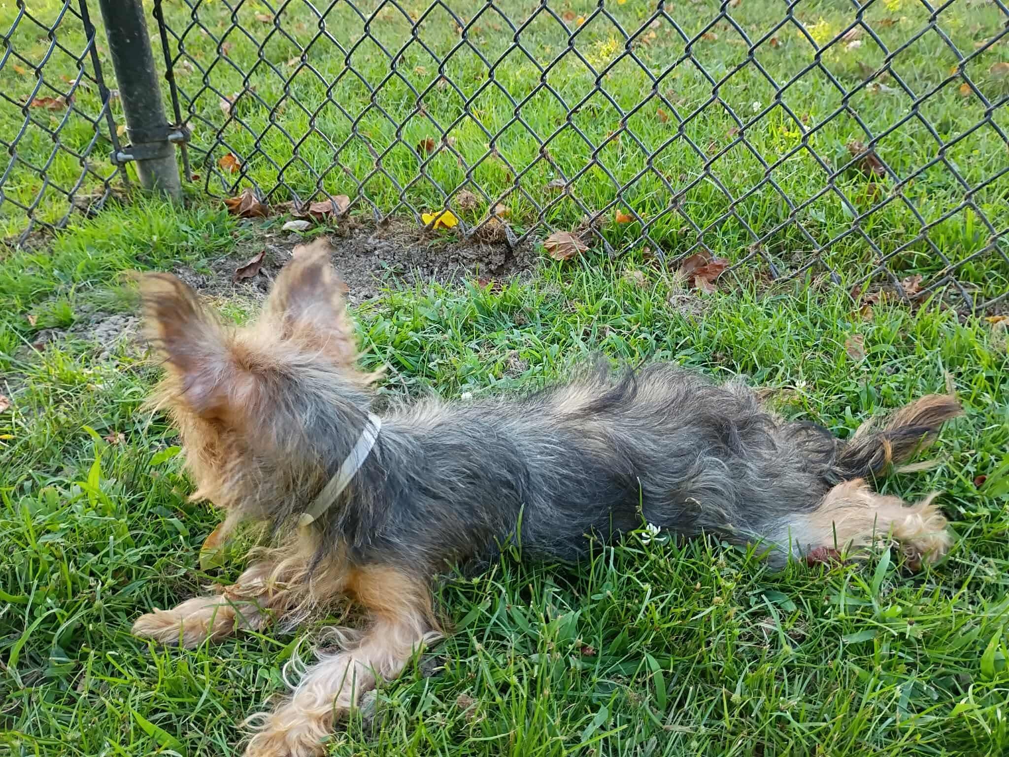 Enlarge Janet, a Adopted Yorkshire Terrier in Paoli, IN image 2/2