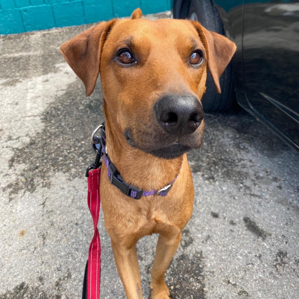 Enlarge Astro, a Adoptable Labrador Retriever in Los Angeles, CA image 1/6