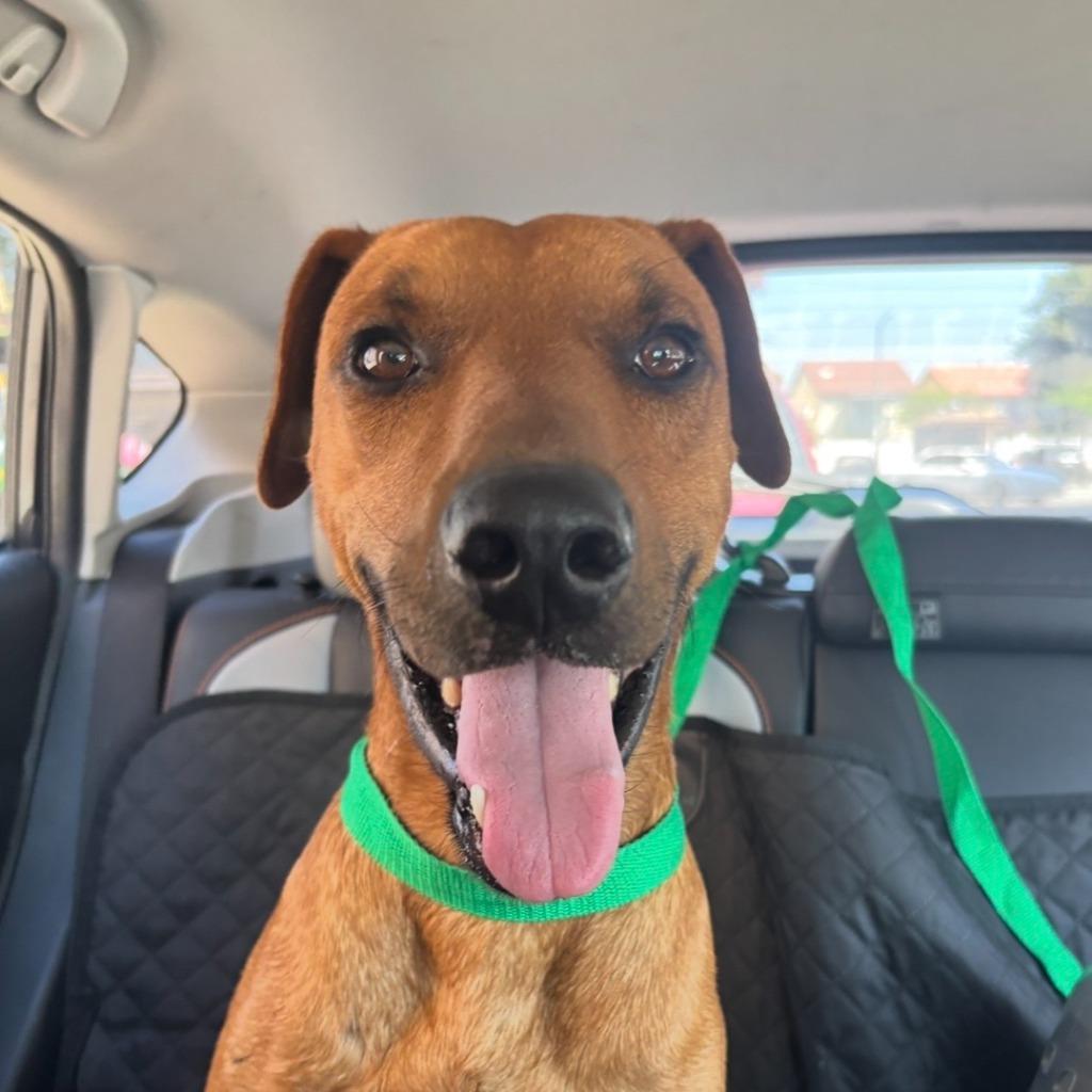 Enlarge Astro, a Adoptable Labrador Retriever in Los Angeles, CA image 2/6