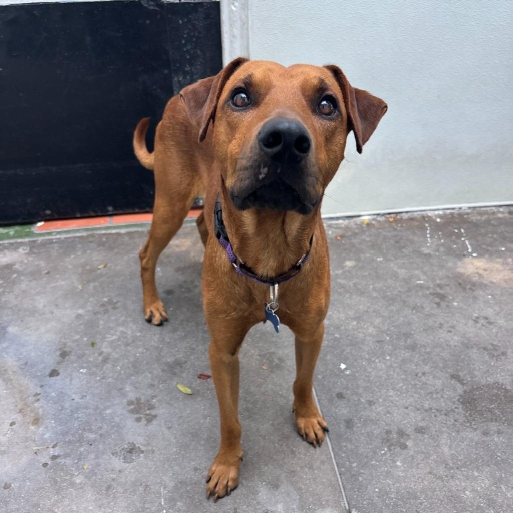 Enlarge Astro, a Adoptable Labrador Retriever in Los Angeles, CA image 3/6