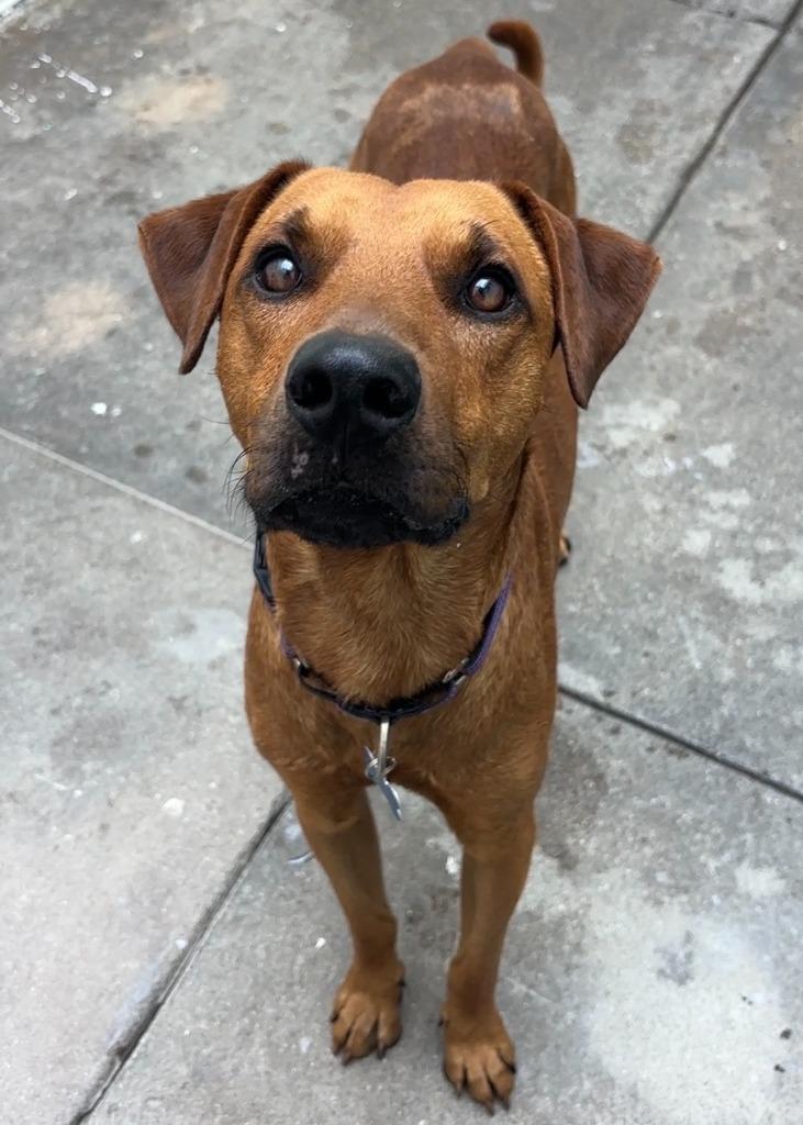 Enlarge Astro, a Adoptable Labrador Retriever in Los Angeles, CA image 4/6