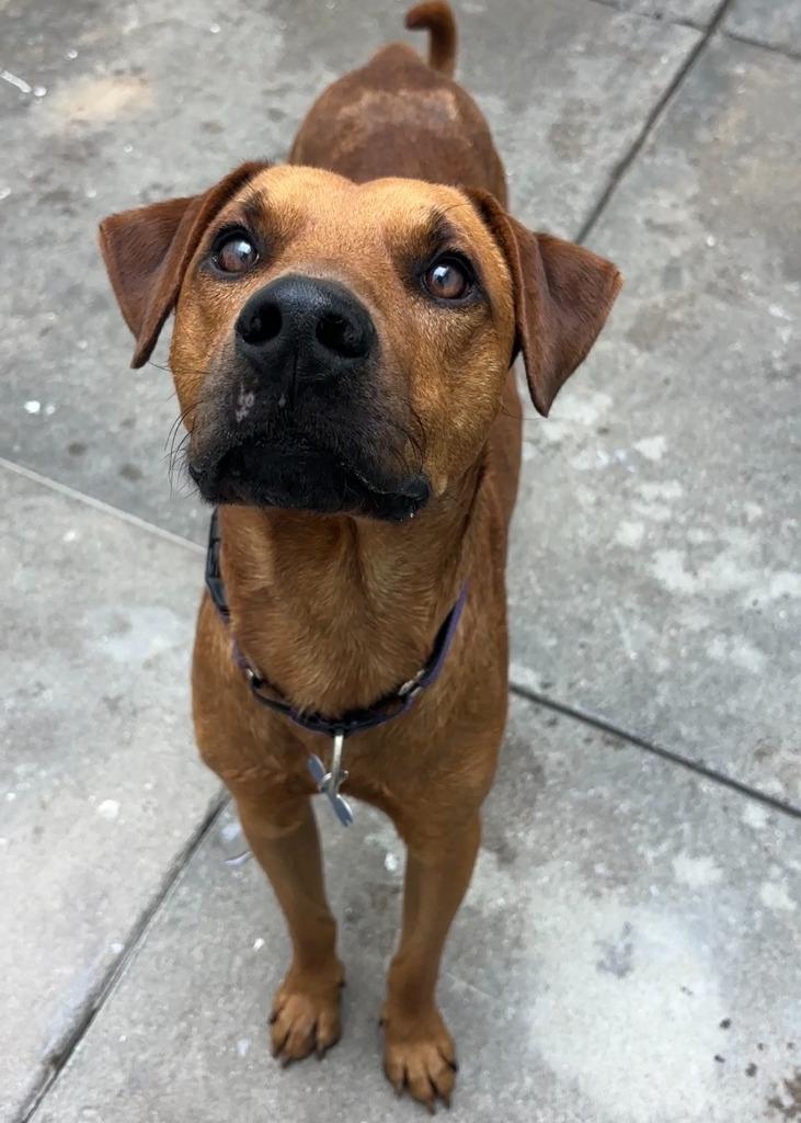 Enlarge Astro, a Adoptable Labrador Retriever in Los Angeles, CA image 5/6