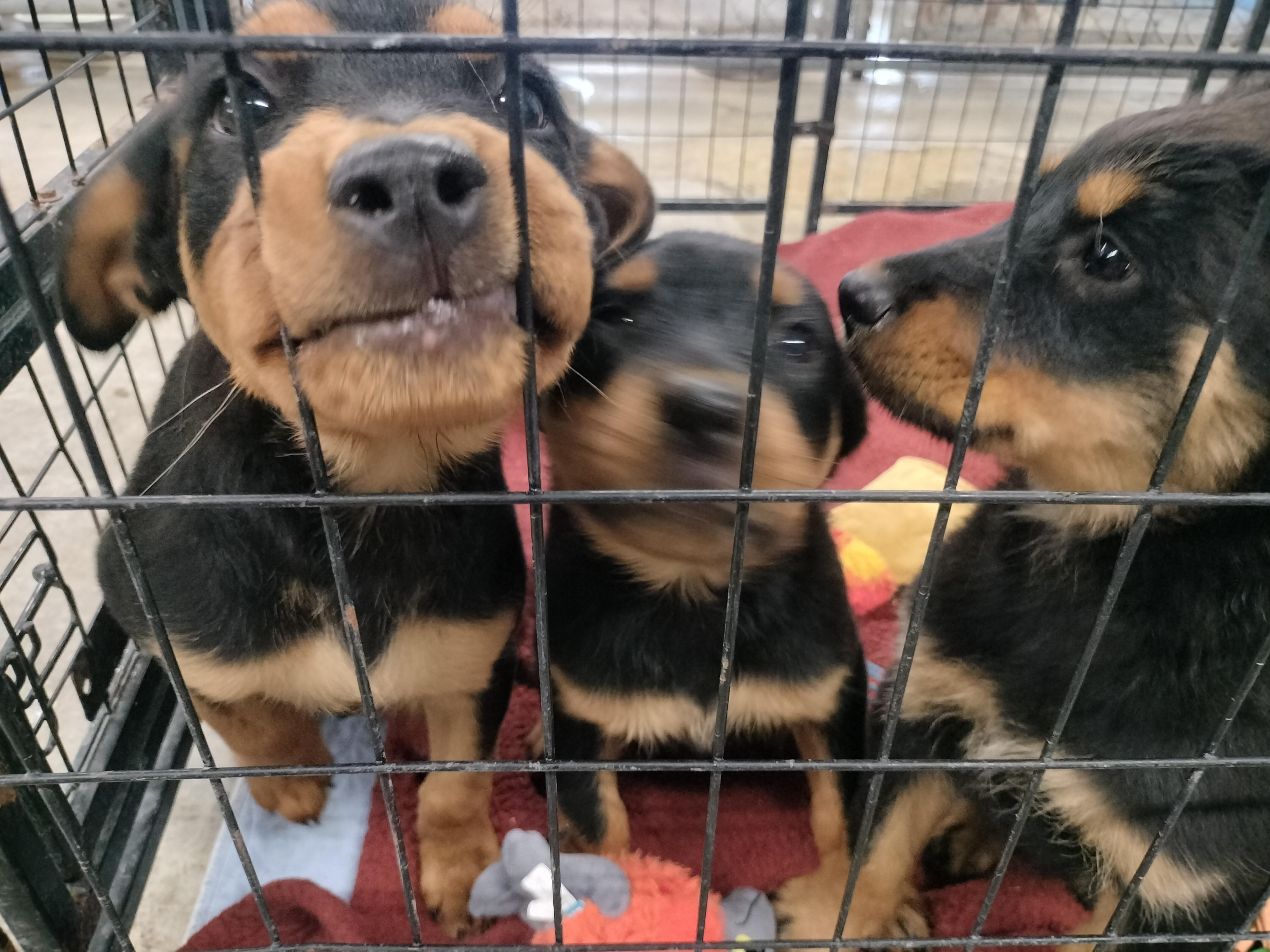Amaryllis, Adoptable, Puppy Female Rottweiler.