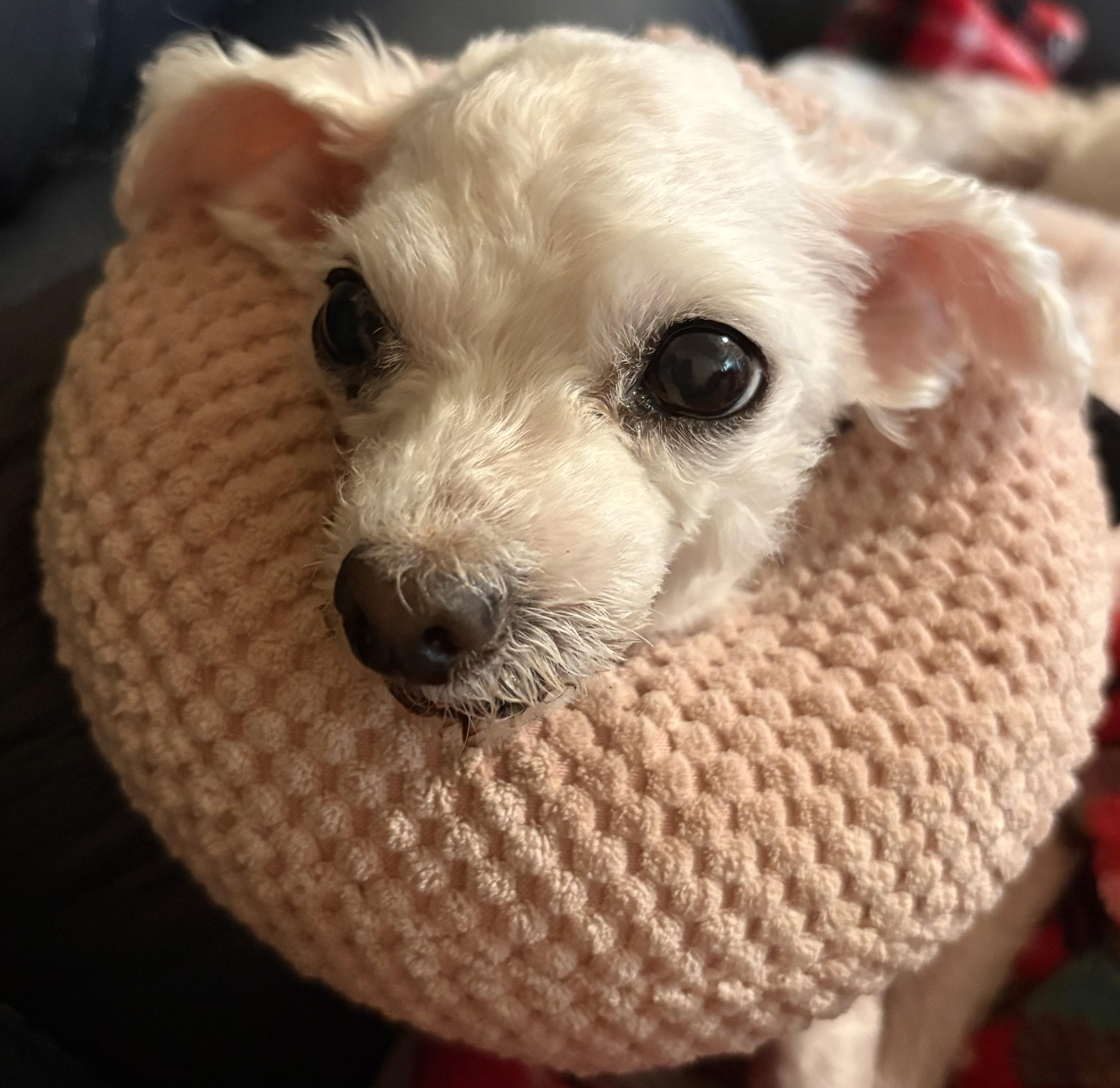 BellaMae, a ADOPTABLE Maltese in Covina, CA image 2/2