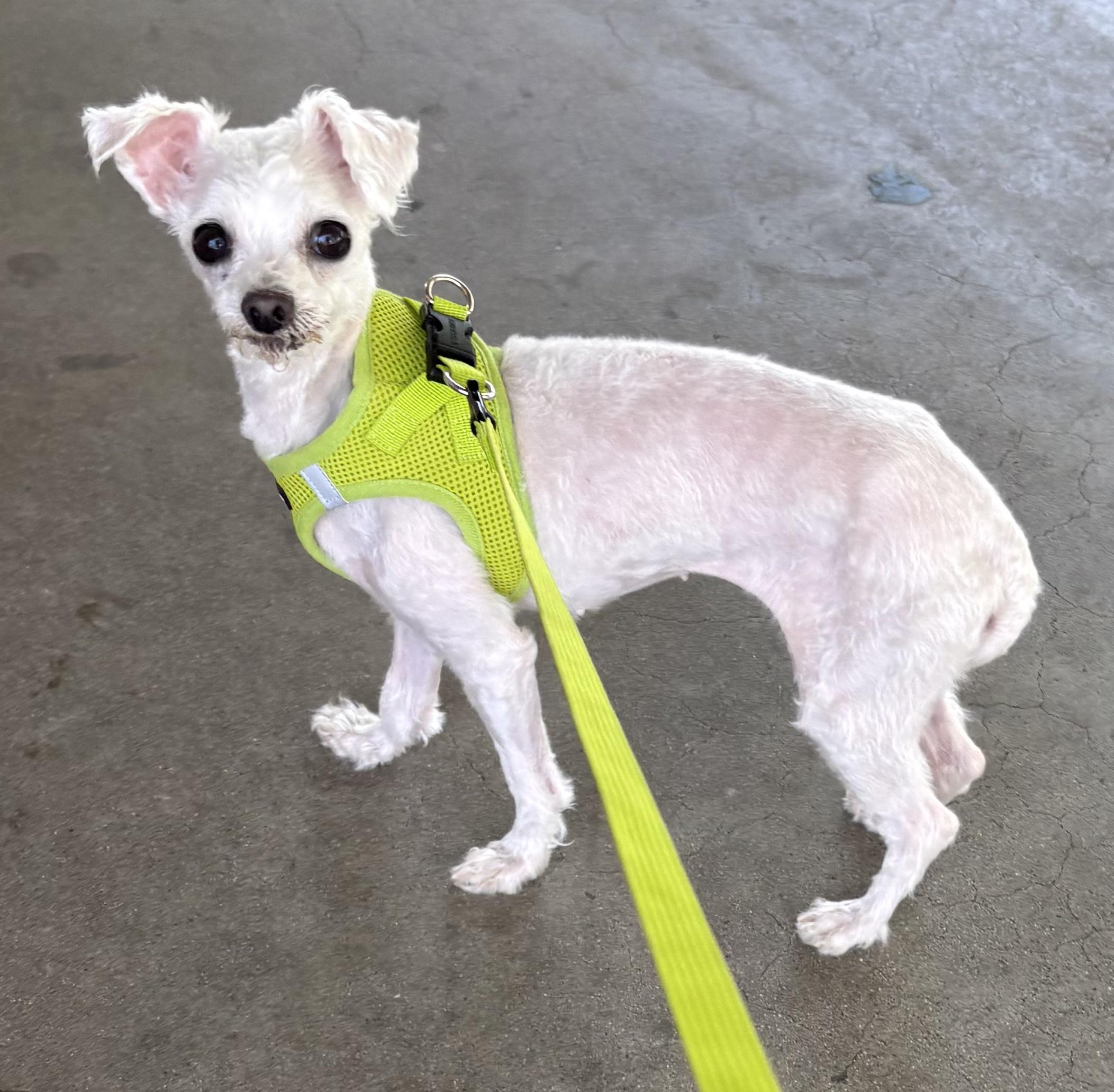 BellaMae, a ADOPTABLE Maltese in Covina, CA image 1/2