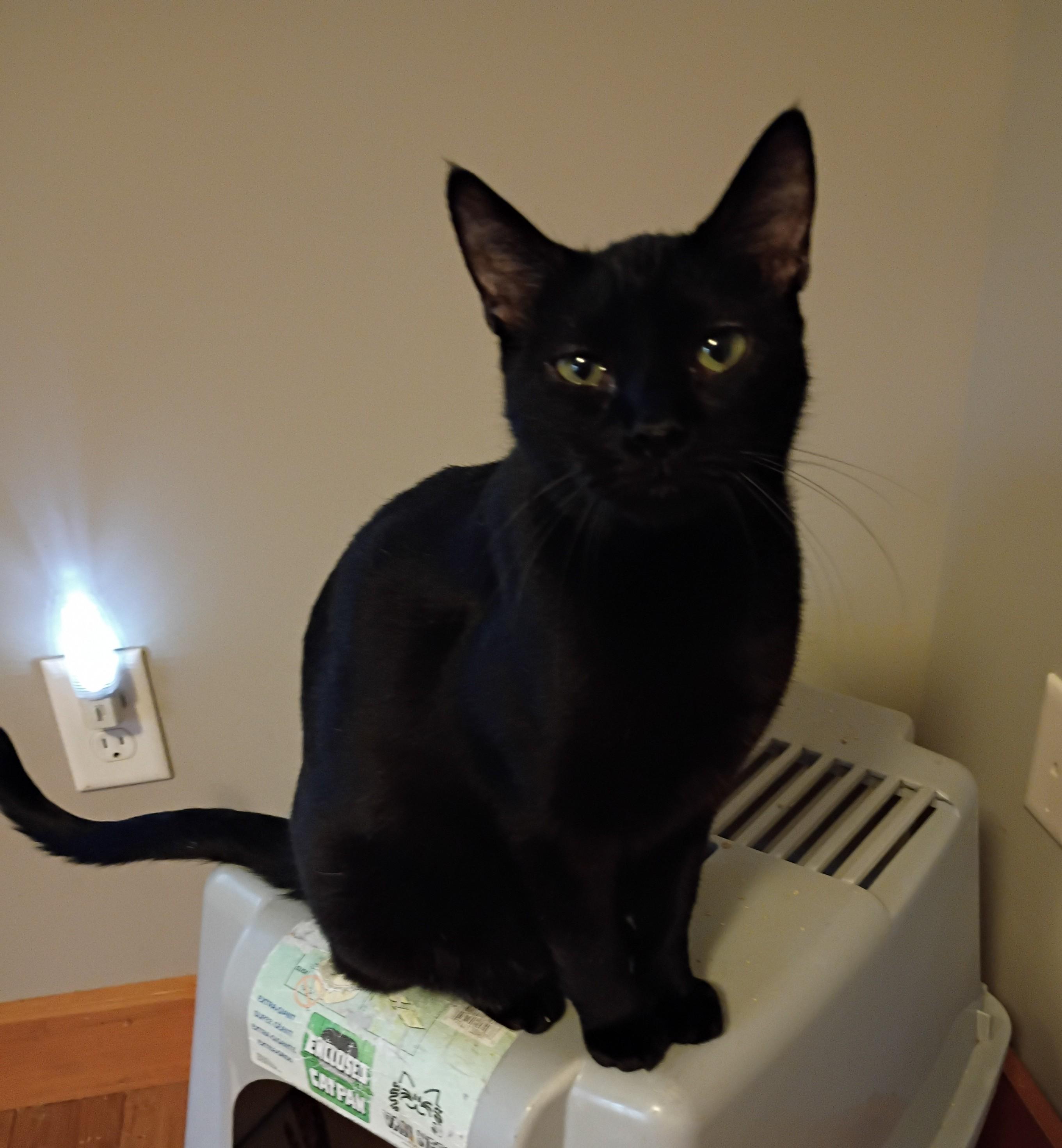 Binx and Sammy Jo BONDED pair Male and Female, Adoptable, Adult Female Bombay & American Shorthair.