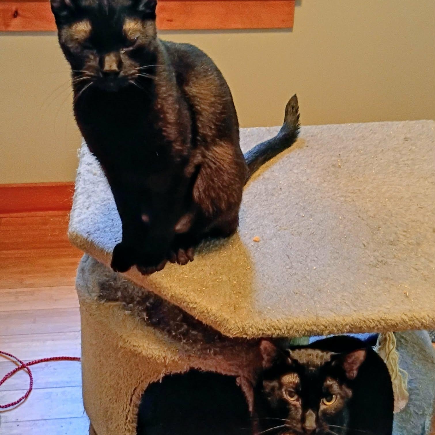 Enlarge Binx and Sammy Jo BONDED pair Male and Female, a ADOPTABLE mixed breed in North Berwick, ME image 1/4