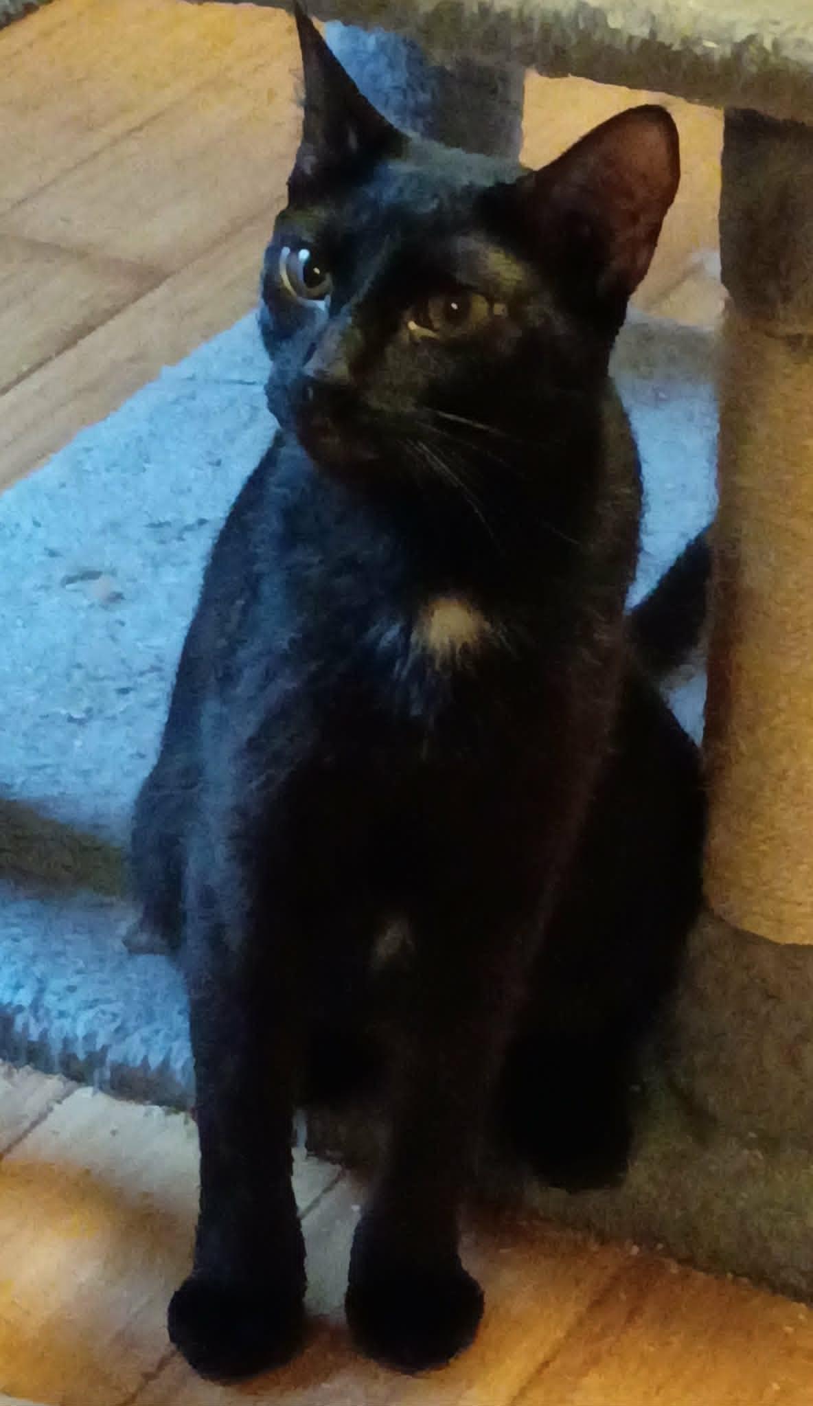 Enlarge Binx and Sammy Jo BONDED pair Male and Female, a ADOPTABLE mixed breed in North Berwick, ME image 3/4