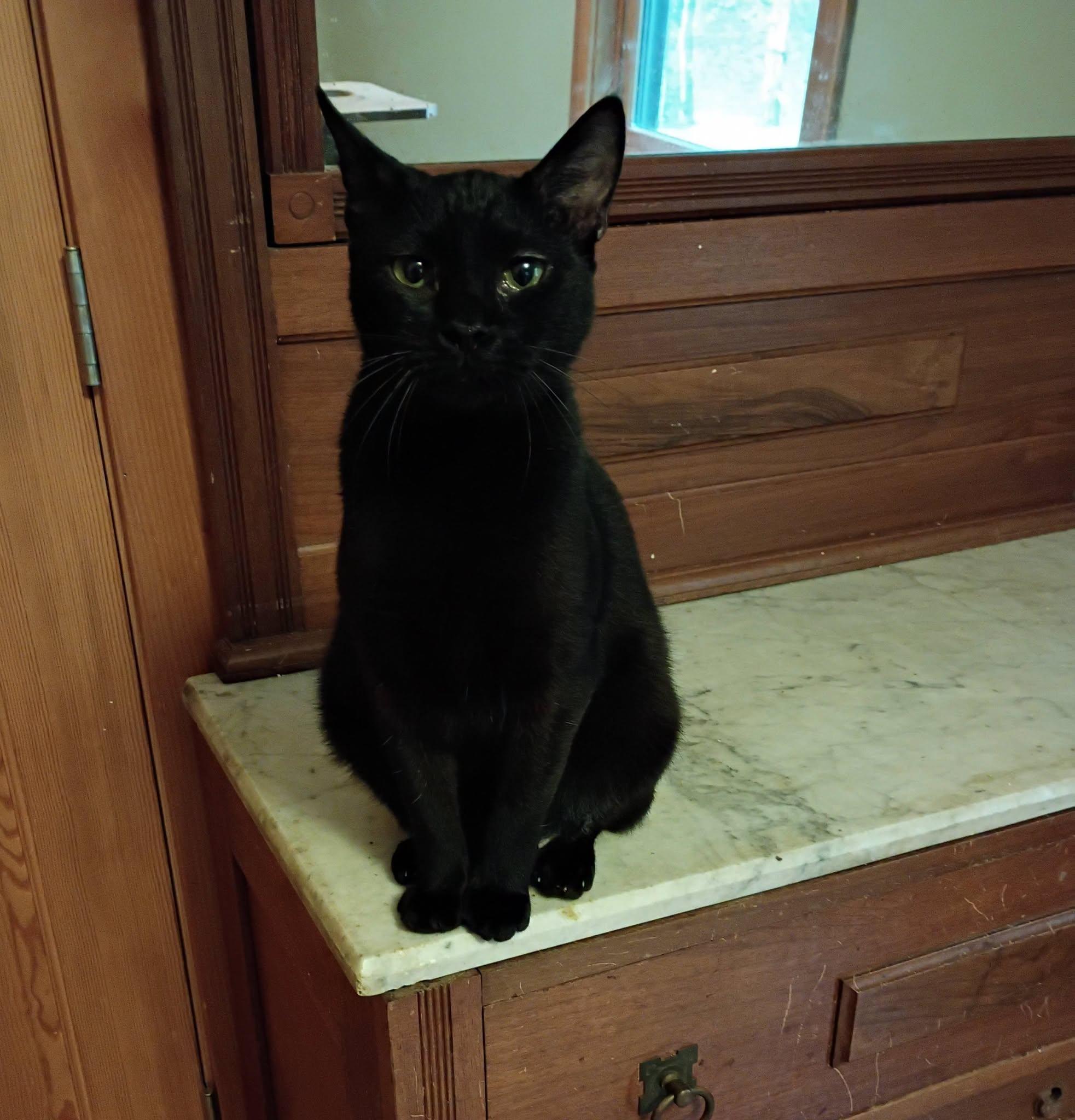 Binx and Sammy Jo BONDED pair Male and Female, Adoptable, Adult Female Bombay & American Shorthair.