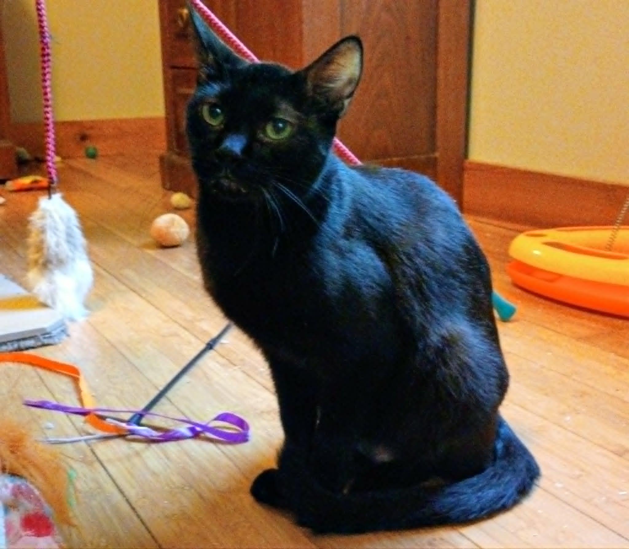 Enlarge Binx, a ADOPTABLE American Shorthair in North Berwick, ME image 1/2