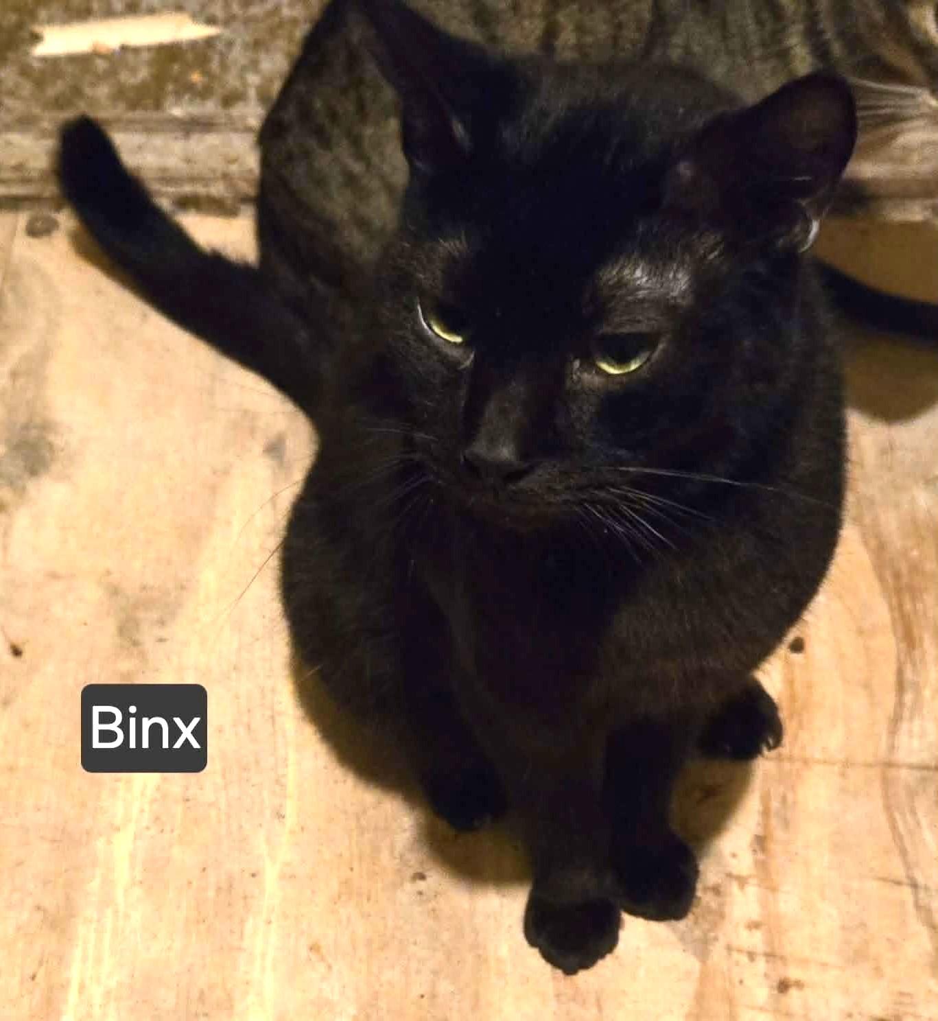 Enlarge Binx, a ADOPTABLE American Shorthair in North Berwick, ME image 2/2