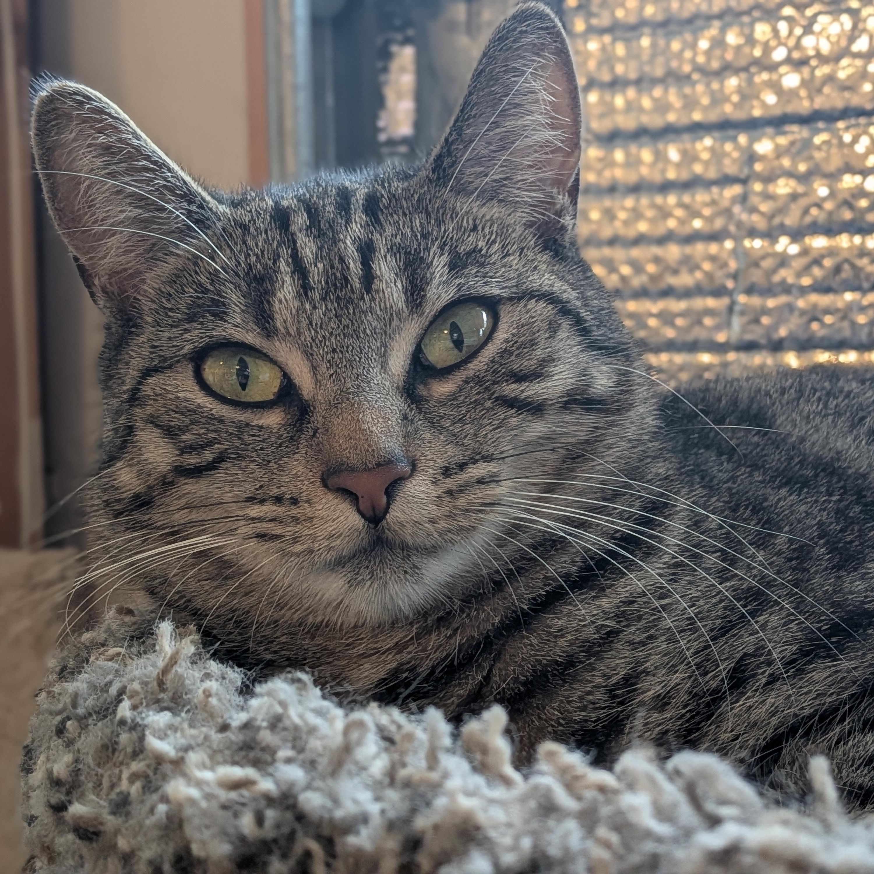 Zoe, Adoptable, Young Female Domestic Short Hair & Tabby.